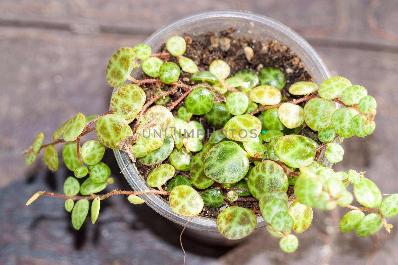 String of turtles Peperomia Prostrata trailing succulent house plant indoor collection