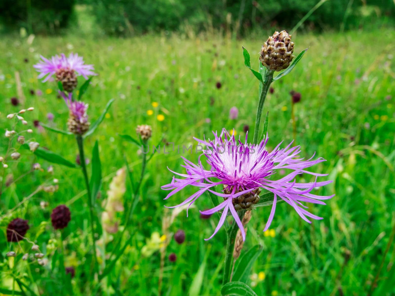 Close-up view of some meadow knapweeds (Latin: Centaurea jacea) with individual buds in a meadow in Bavaria.