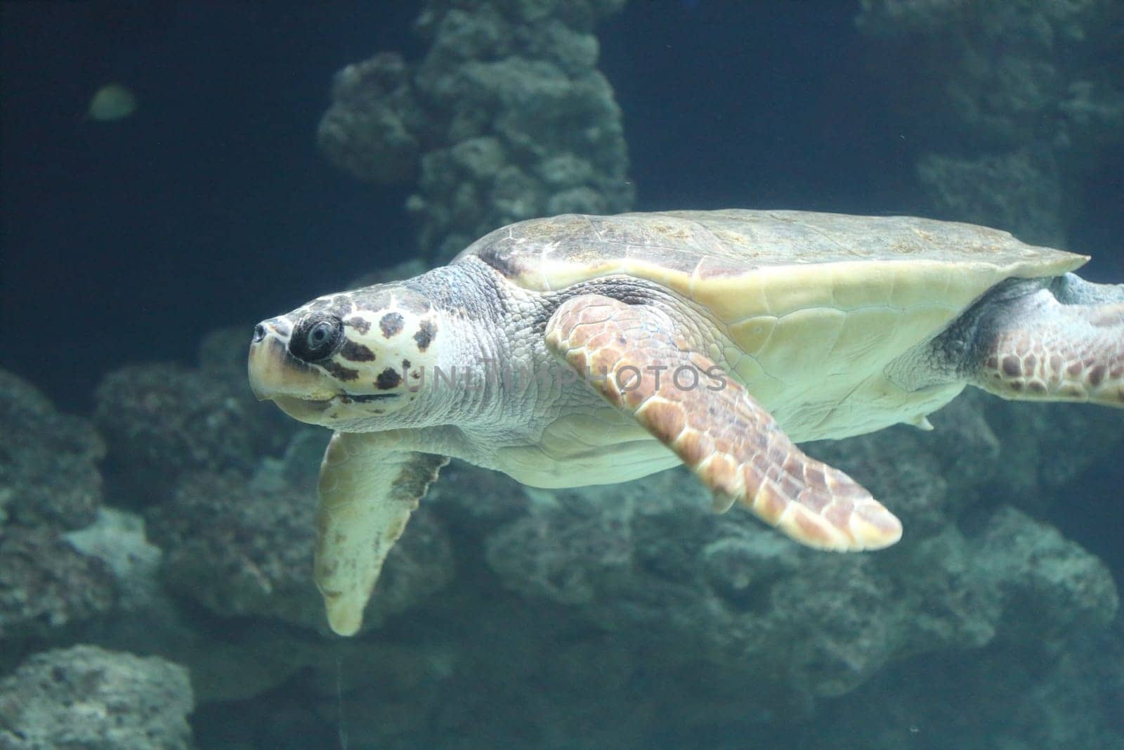 The loggerhead sea turtle (Caretta caretta), or loggerhead, is an oceanic turtle distributed throughout the world. It is a marine reptile, belonging to the family Cheloniidae.