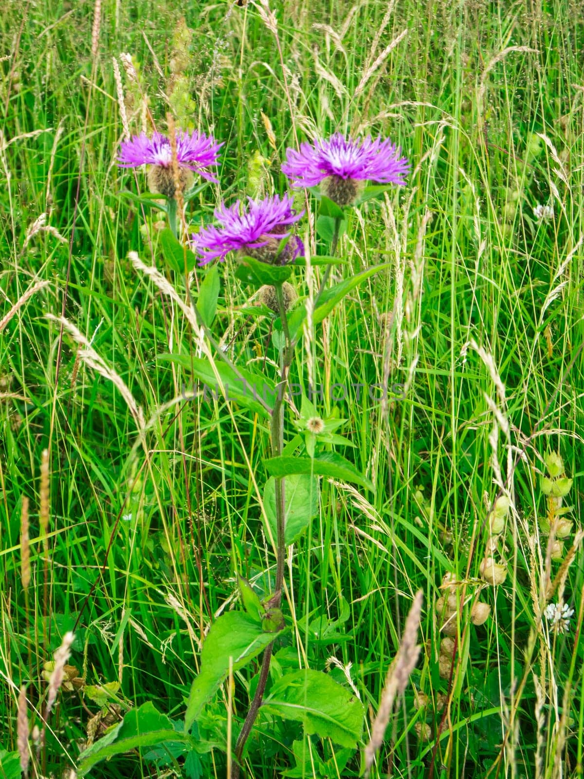 Close-up view of some meadow knapweeds (Latin: Centaurea jacea) with individual buds in a meadow in Bavaria.