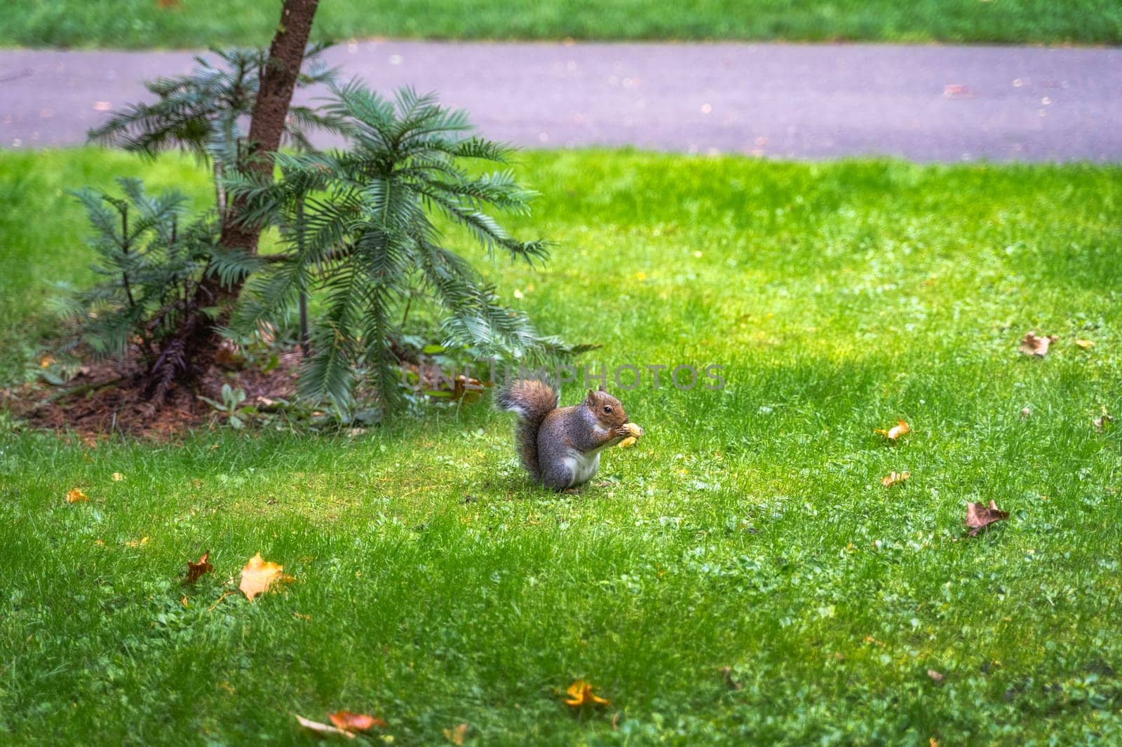 Grey Squirrel, Latin name Sciurus Carolinensis, eating a peanut in the park, Botanic Garden, Dublin, Ireland