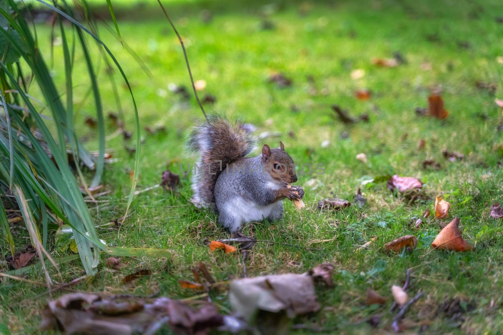 Closeup on Grey Squirrel, Latin name Sciurus Carolinensis, holding and eating a peanut in the park, Botanic Garden, Dublin, Ireland