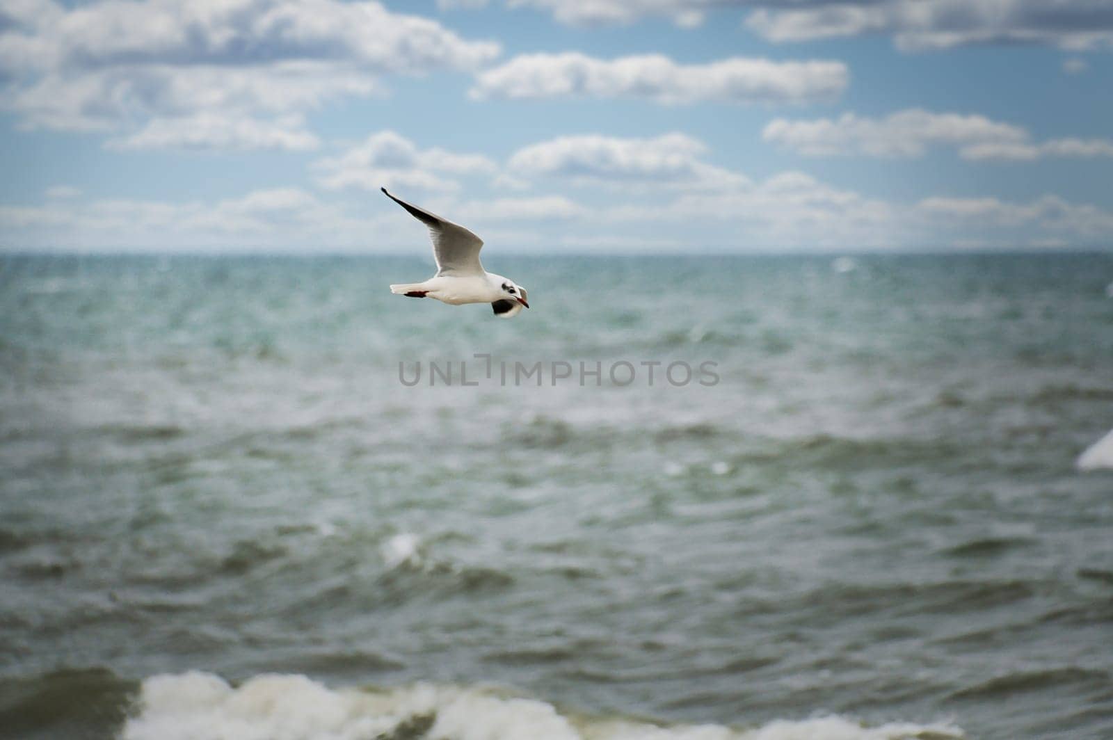 Seagull flies over the Baltic Sea on the coast in front of the beach. Animal photo of a bird.