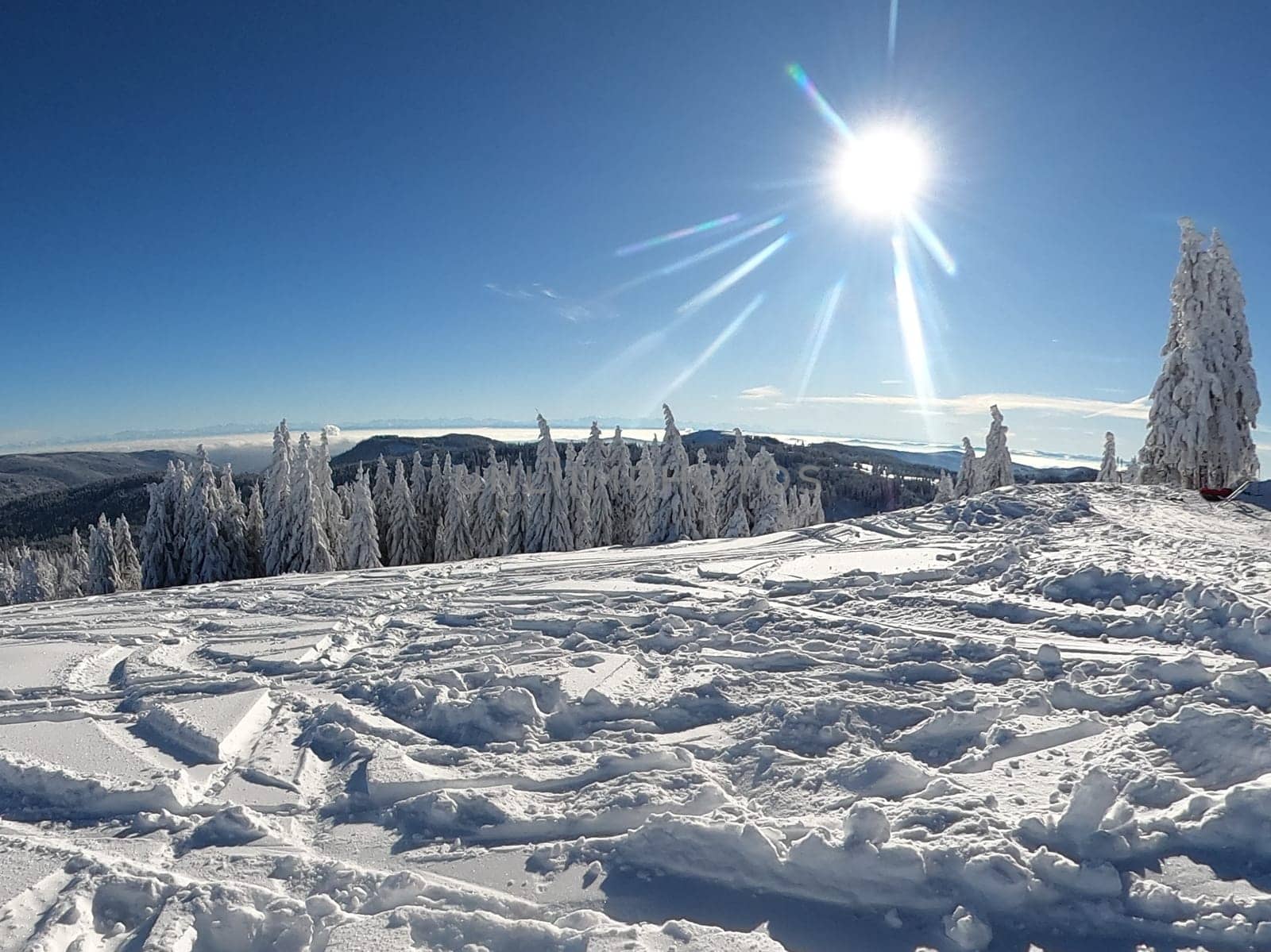 Bright sunshine,blue skies and a dreamlike winter landscape on the Feldberg - opening of the winter sports season 2023-24  In picture-perfect weather with blue skies,pure sunshine and over half a metre of snow,the ski season was opened on the 1,493-metre-high Feldberg (Breisgau-Hochschwarzwald district). Several hundred winter sports enthusiasts frolicked in the snow on skis and snowboards. Others took the opportunity for a first winter walk or a toboggan ride in a dreamlike snow-covered winter landscape on the Höchsten. But in the next few days the weather is expected to become more unstable again