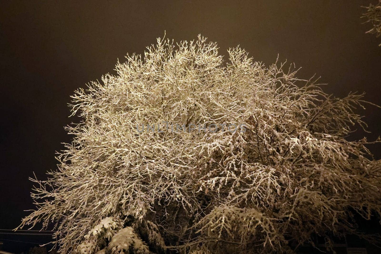 deep snow-covered shrub in the evening light