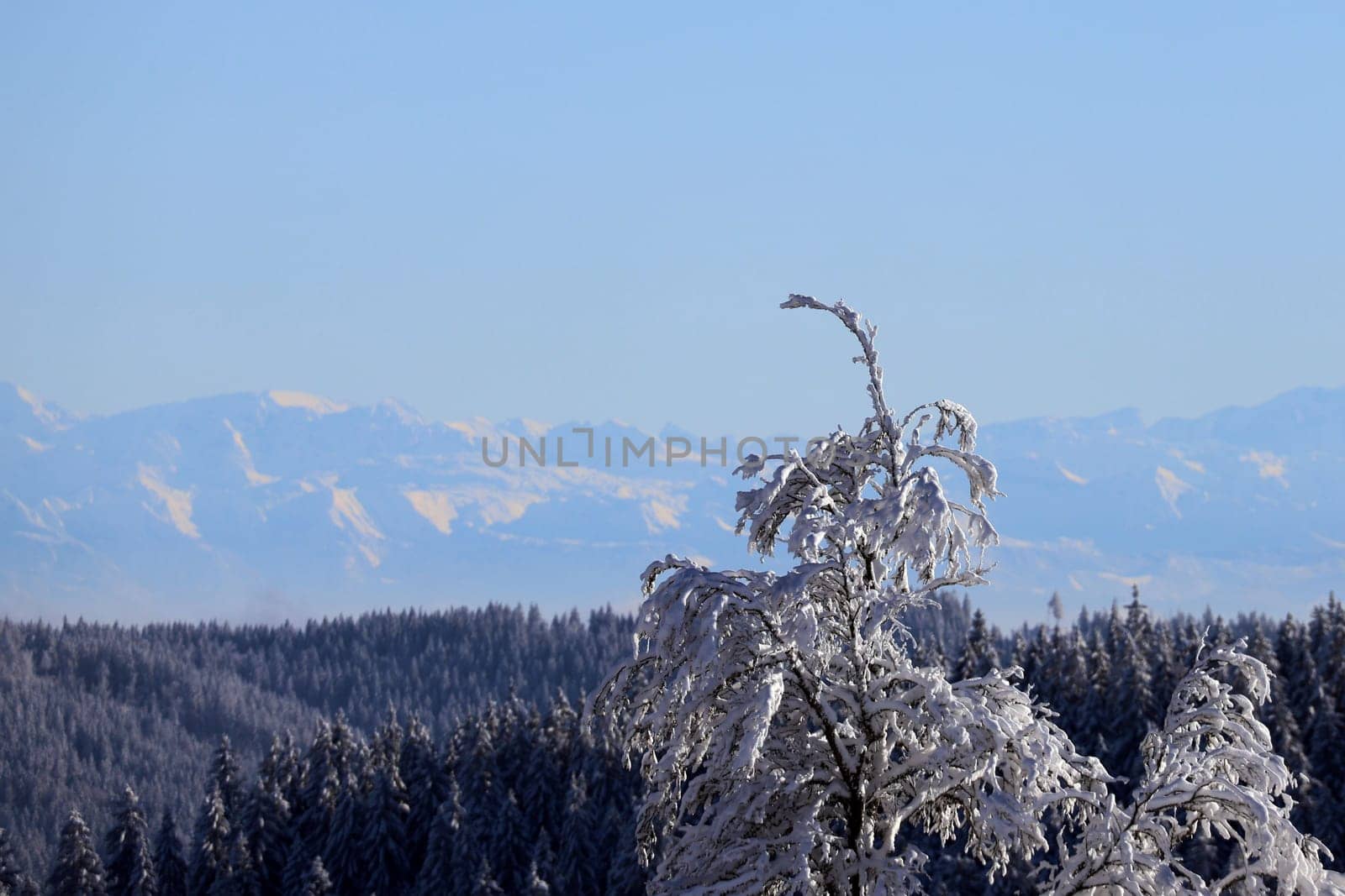 Distant views as far as the eye can see,from the Feldberg to the Swiss Alps  Feldberg - Opening of the winter sports season 2023-24  In picture-perfect weather with blue skies,pure sunshine and over half a metre of snow,the ski season was opened on the 1,493-metre-high Feldberg (Breisgau-Hochschwarzwald district). Several hundred winter sports enthusiasts frolicked in the snow on skis and snowboards. Others took the opportunity for a first winter walk or a toboggan ride in a dreamlike snow-covered winter landscape on the Höchsten. But in the next few days the weather is expected to become more unstable again