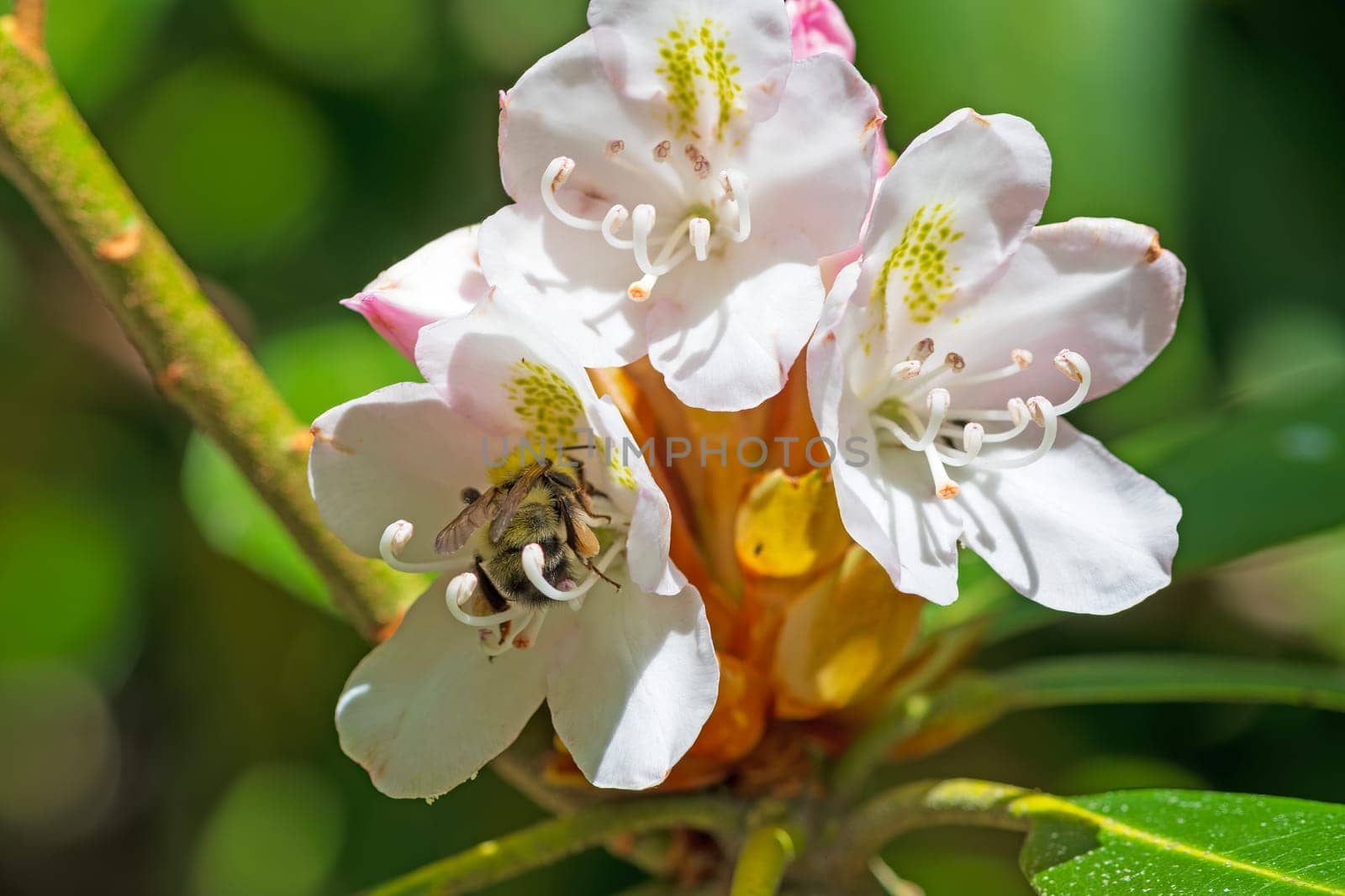 Bumblebee Pollinating a Rhododendron Flower in the Blue Ridge Parkway in North Carolina