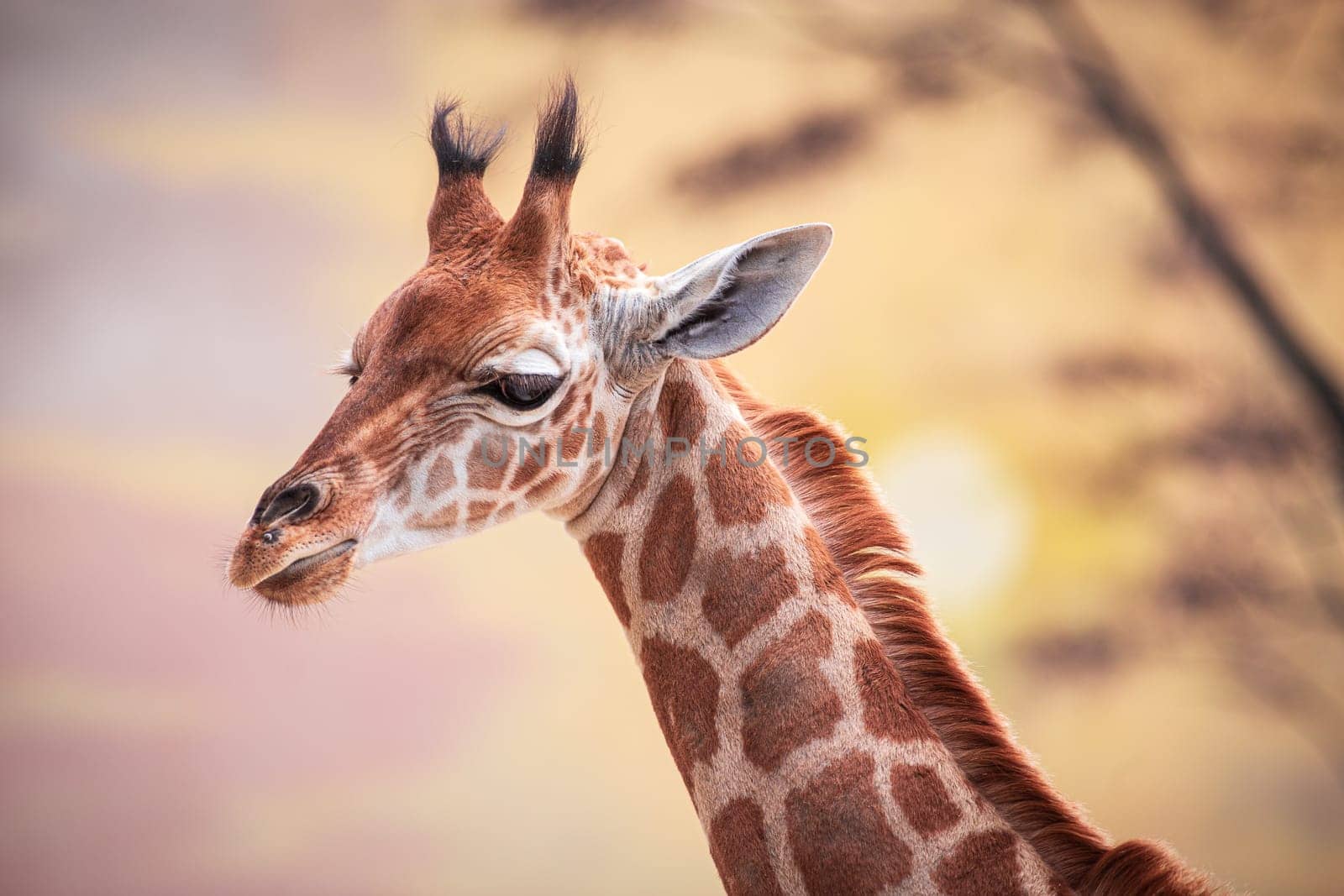 Baby giraffe against the backdrop of sunset. Photography taken in France