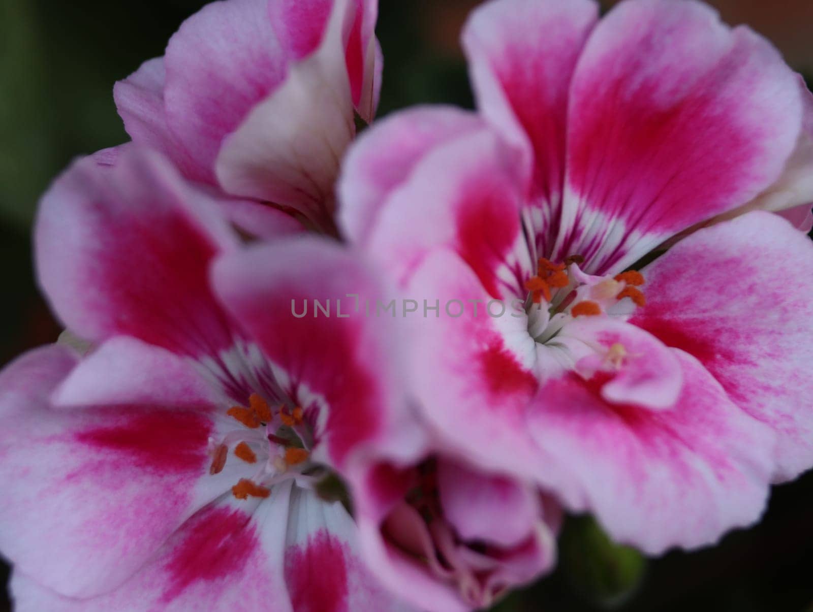 beautiful natural scented aromatic delicate colorful flowers