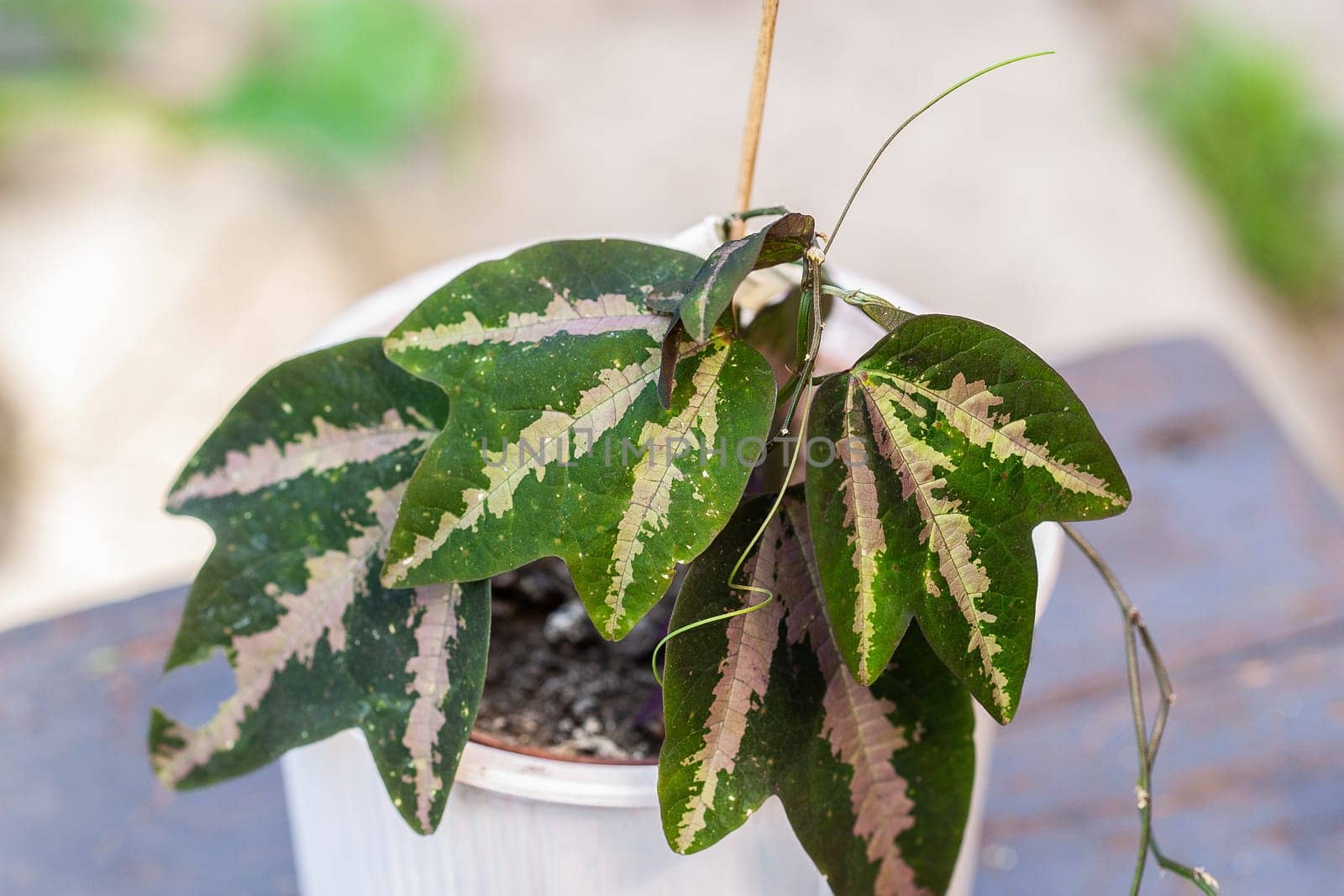 House plant in a garden, House plant collection