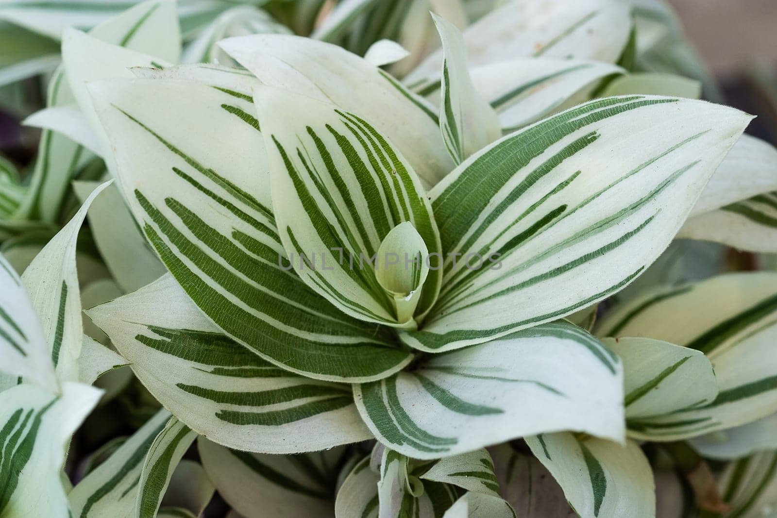 White Tradescantia Stripe albiflora variegata House plant collaction