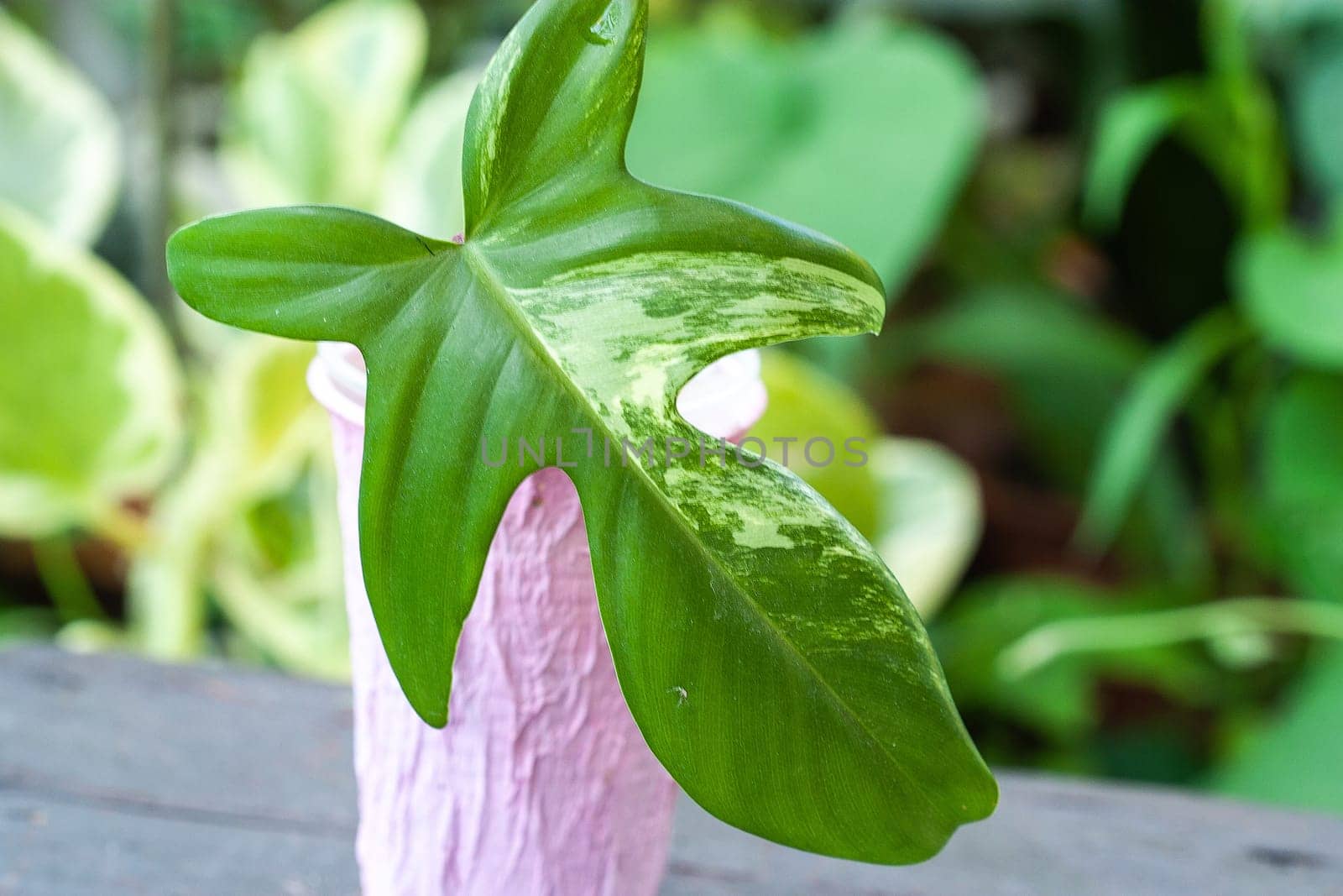 Philodendron Florida Beauty or Magic Mask one leaf cutting propagation. Rare house plant collection
