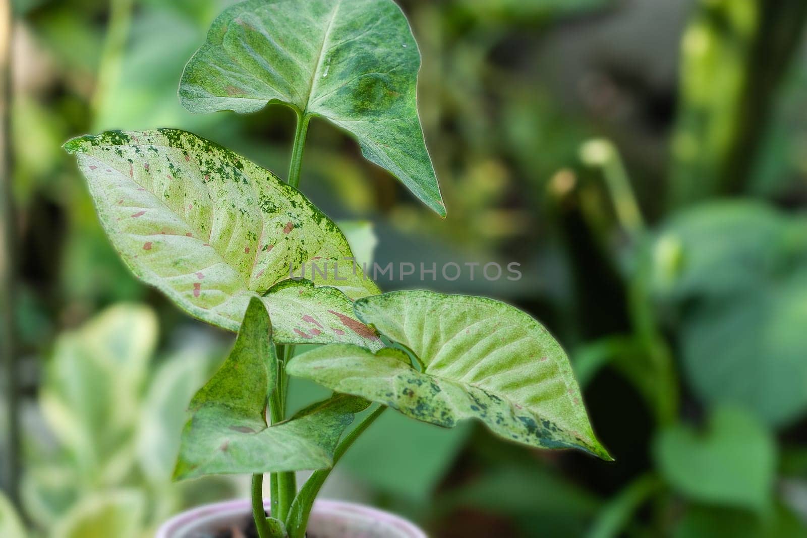 Syngonium Confetti tricolor House plant collection. Rare collectible plant collection