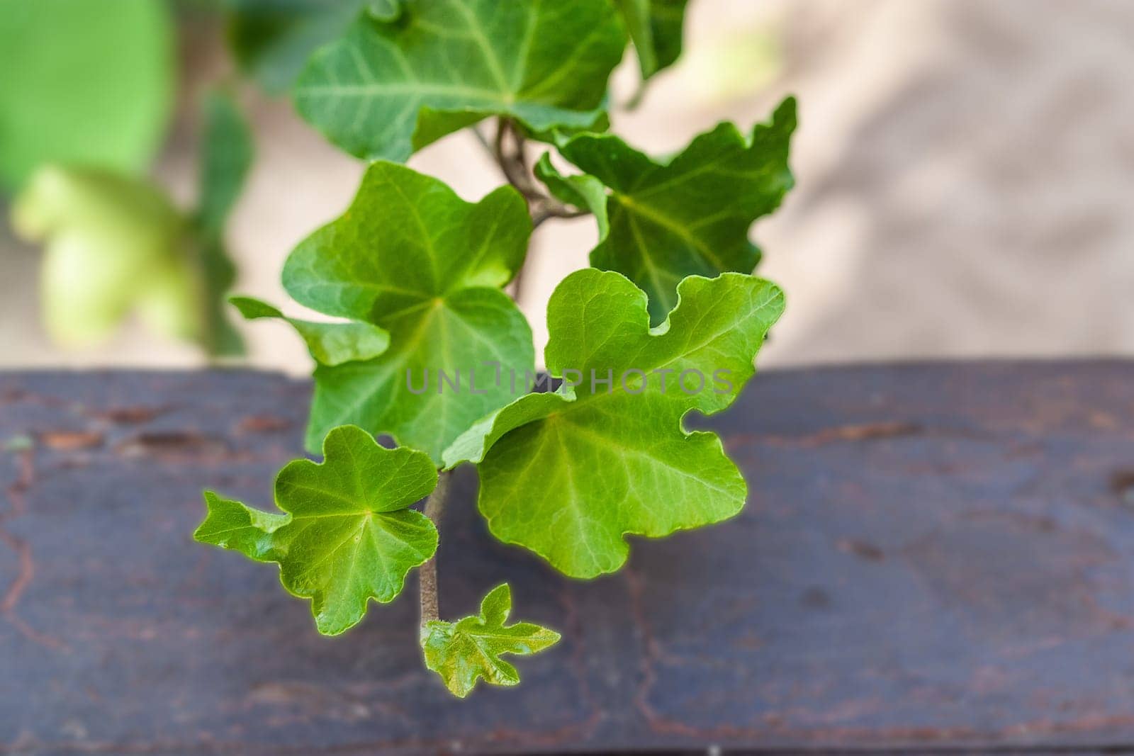 Hedera helix cristata ivy plant. House plant collection by Olena758
