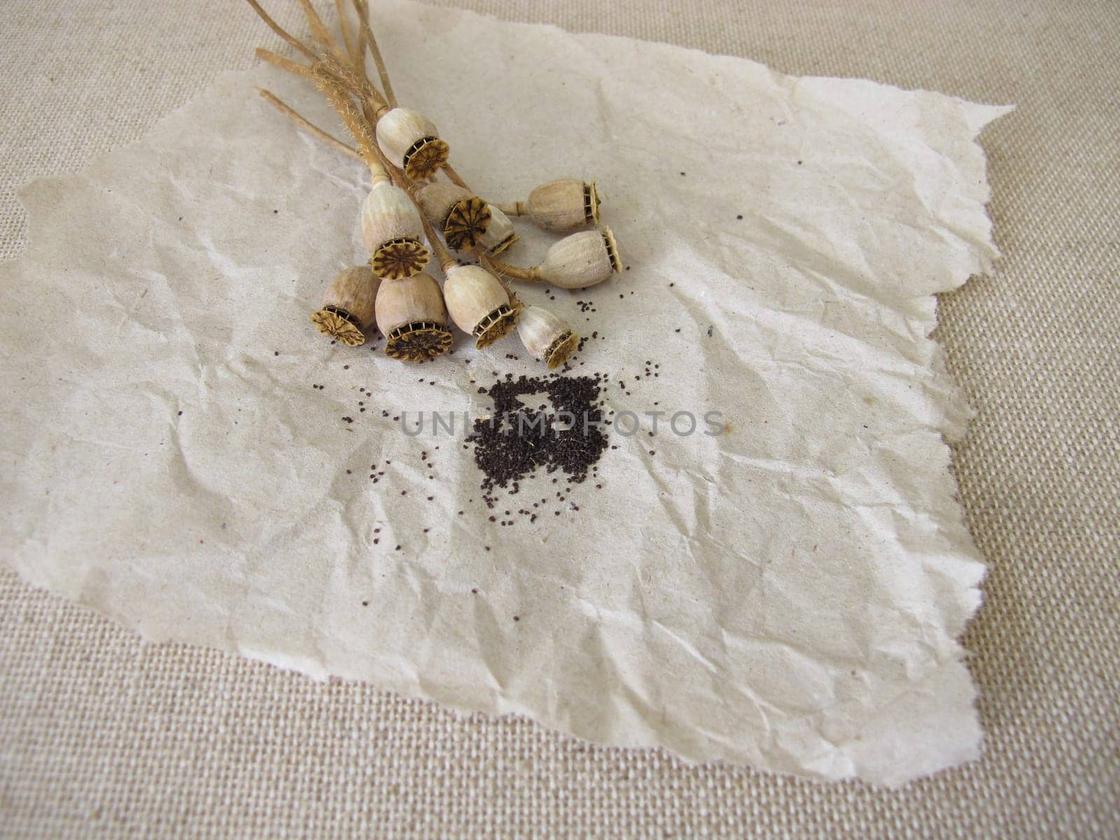 Seeds from common poppy and seed capsules