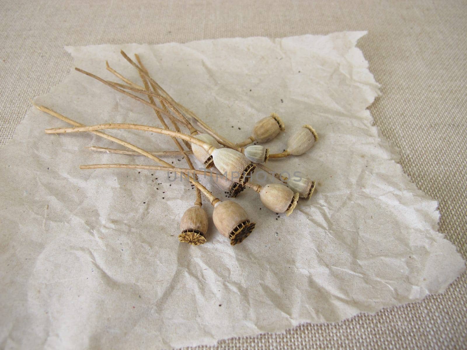 Seeds from common poppy and seed capsules