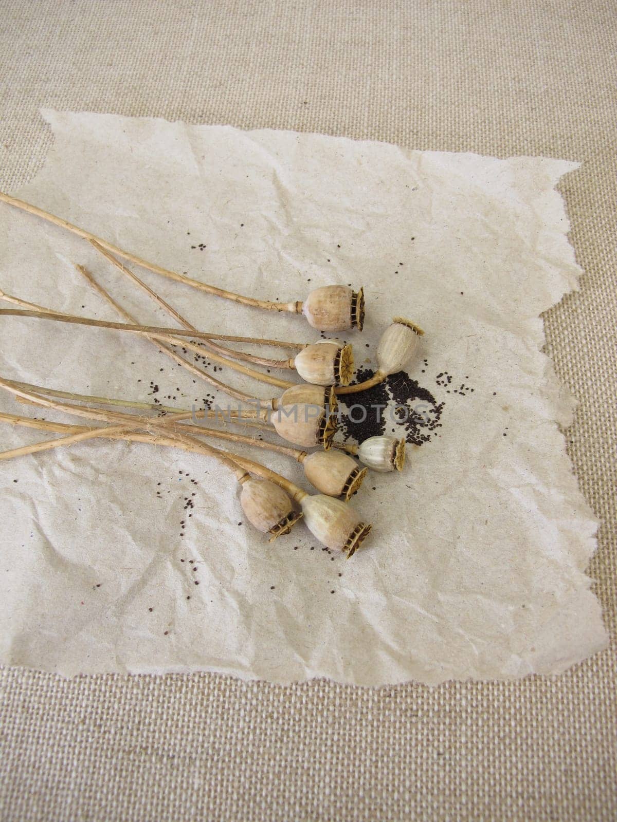 Seeds from common poppy and seed capsules