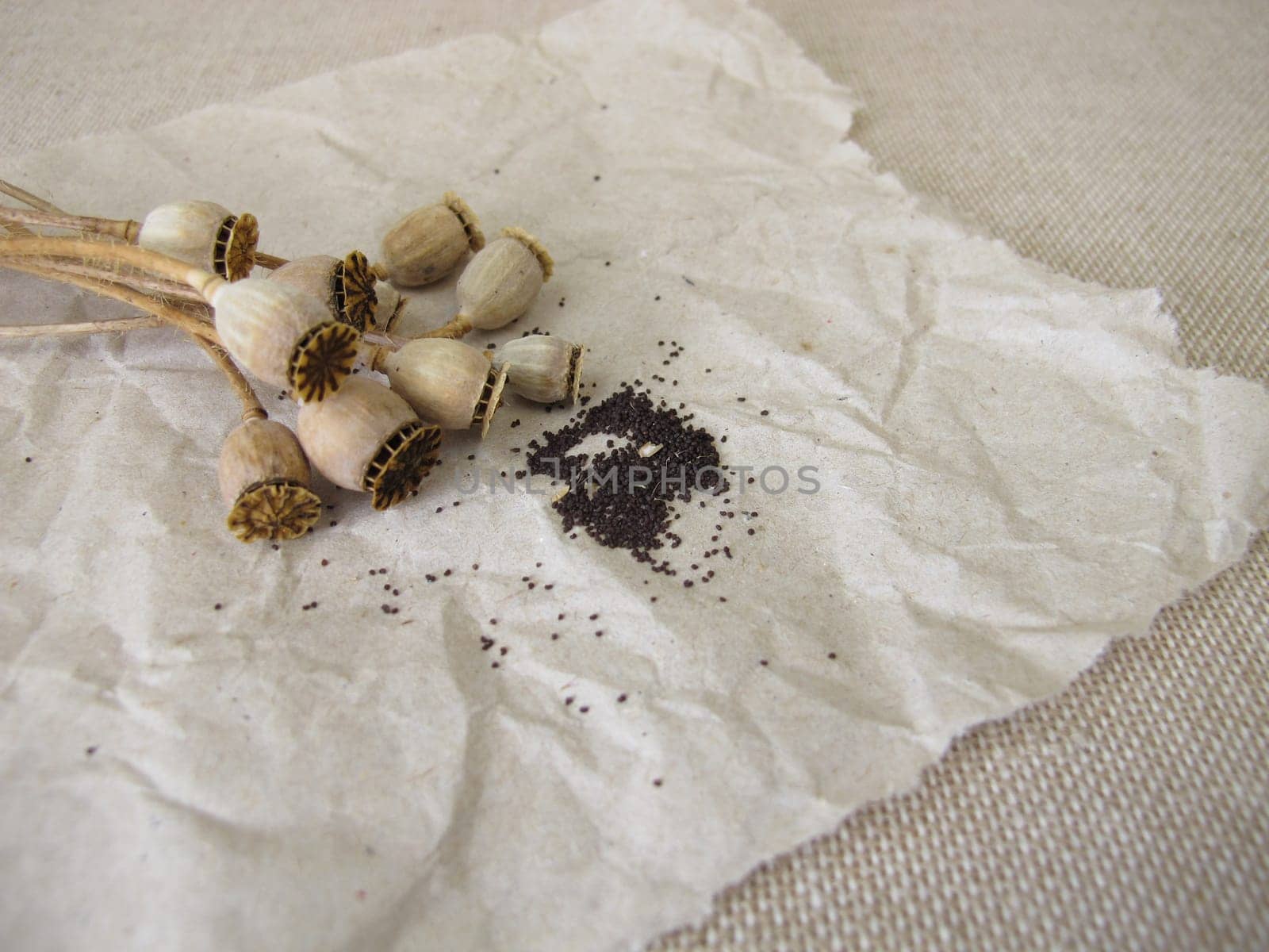 Seeds from common poppy and seed capsules