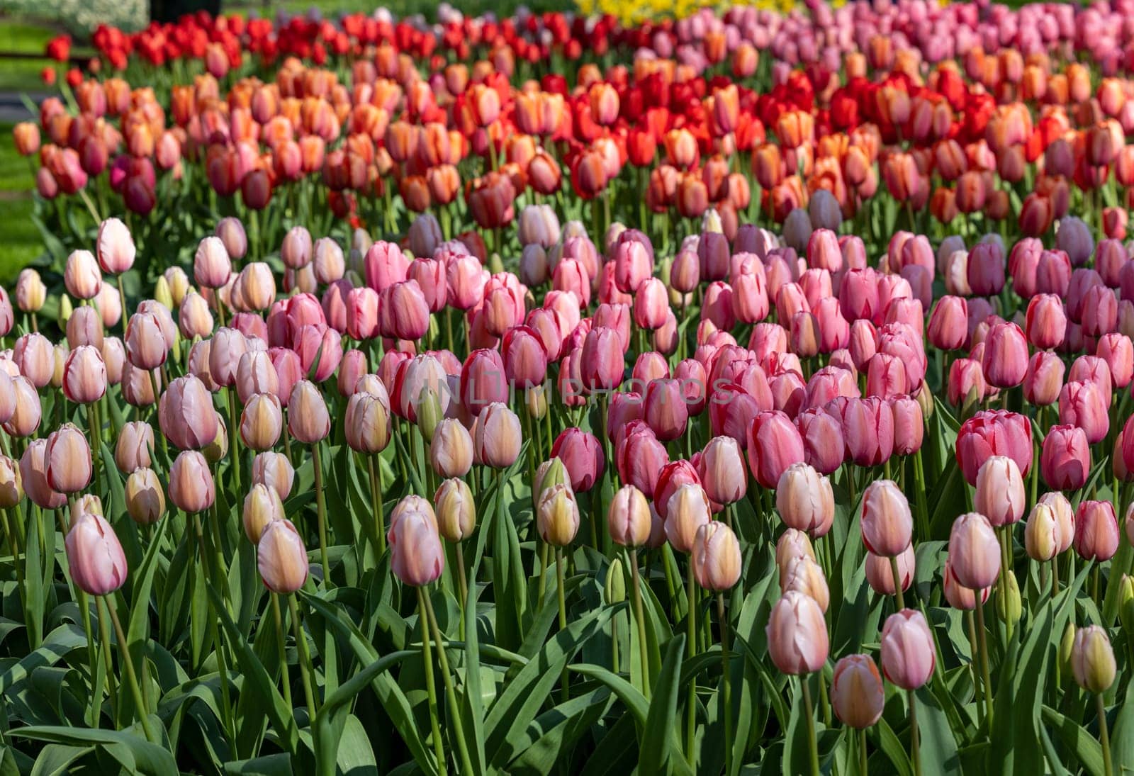 red and pink tulips blooming in a garden