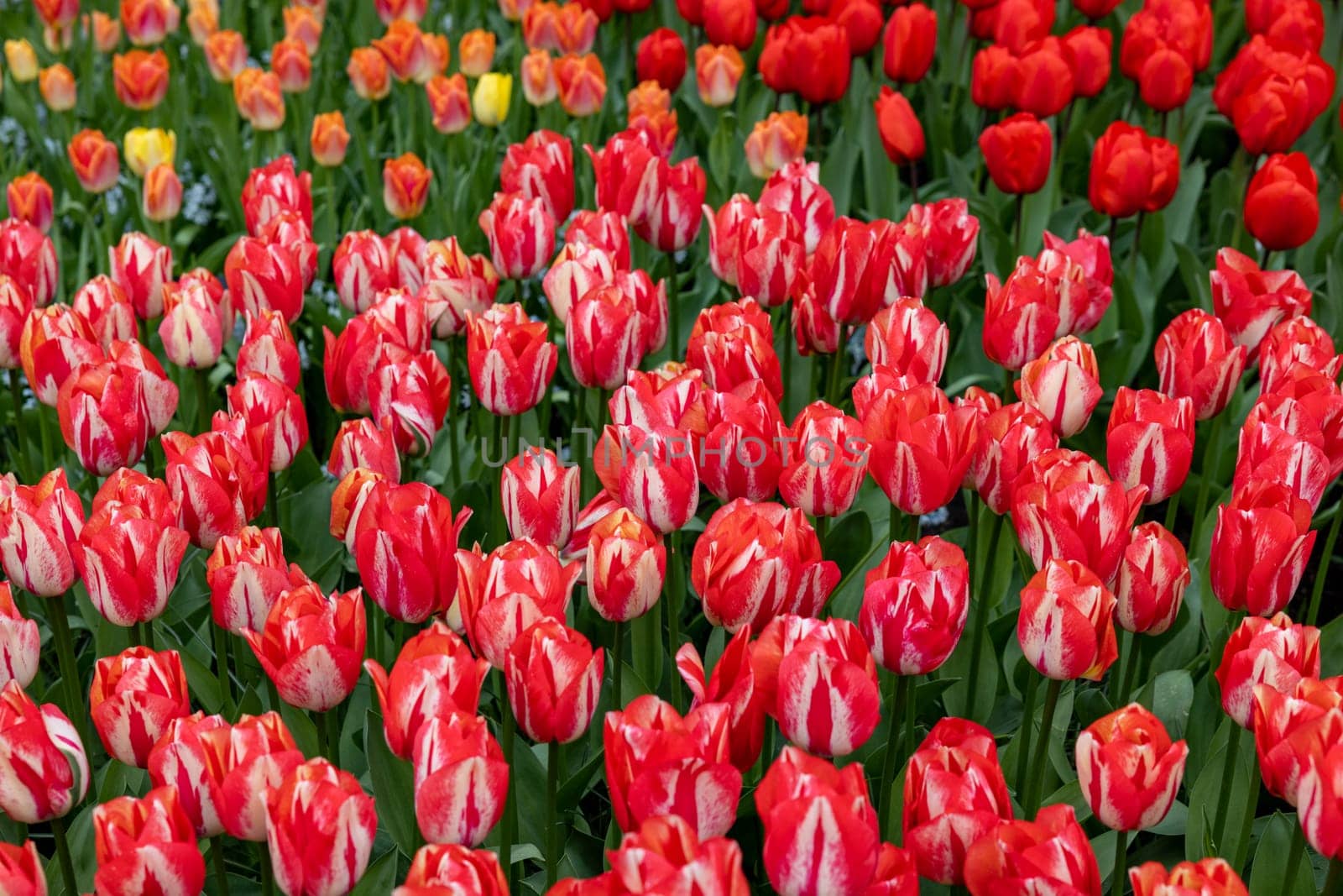 red tulips blooming in a garden