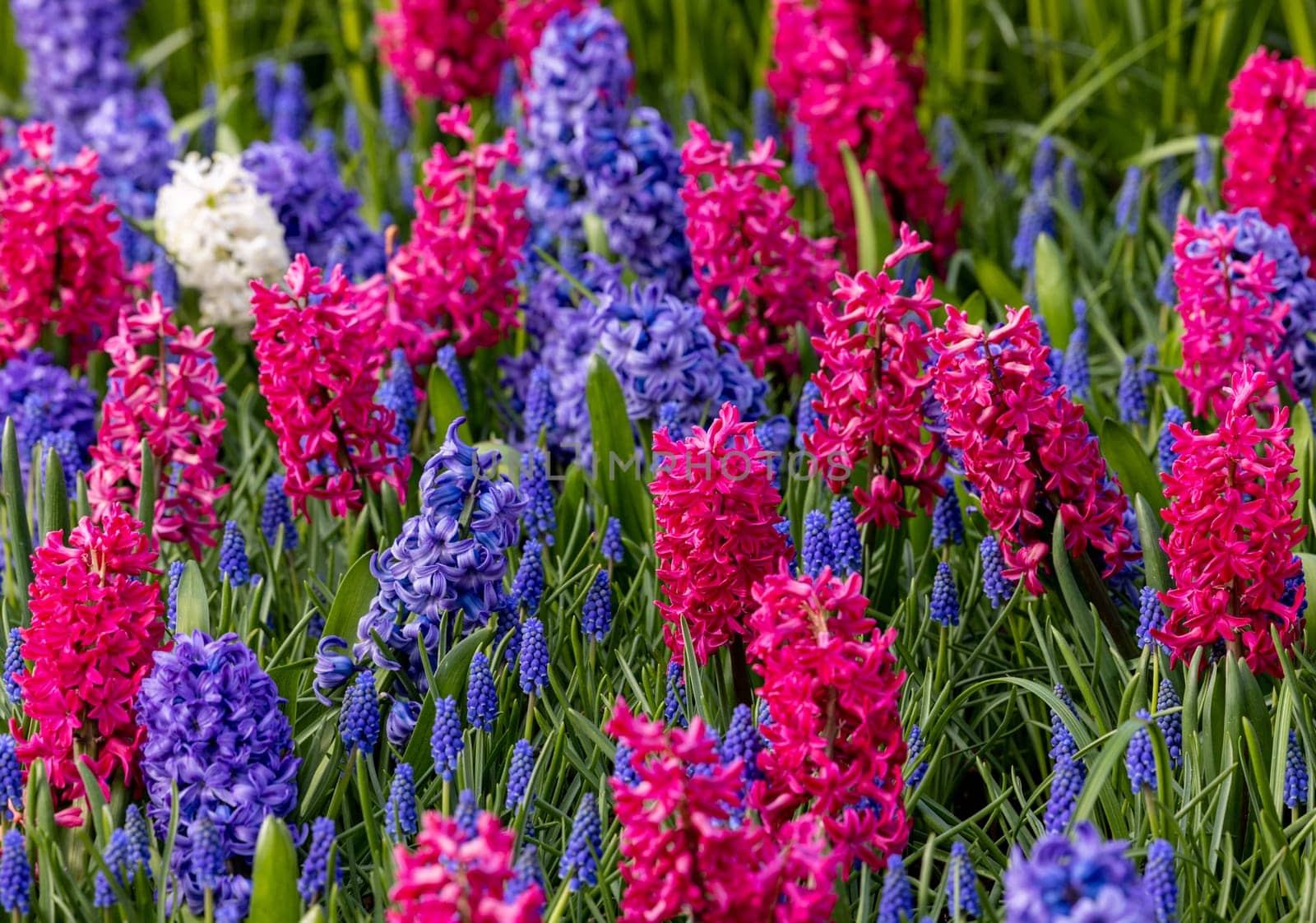 purple and blue hyacinths blooming in a garden