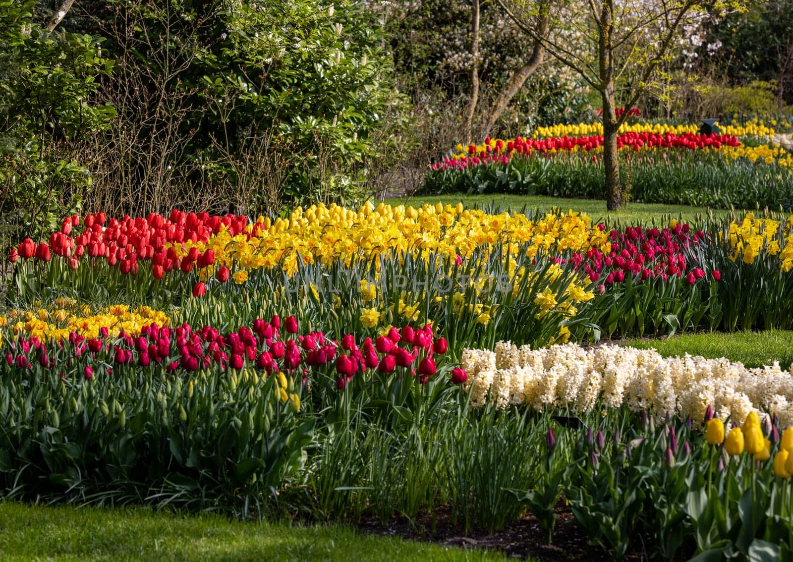 colorful tulips, yellow daffodils and white hyacinths blooming in a garden