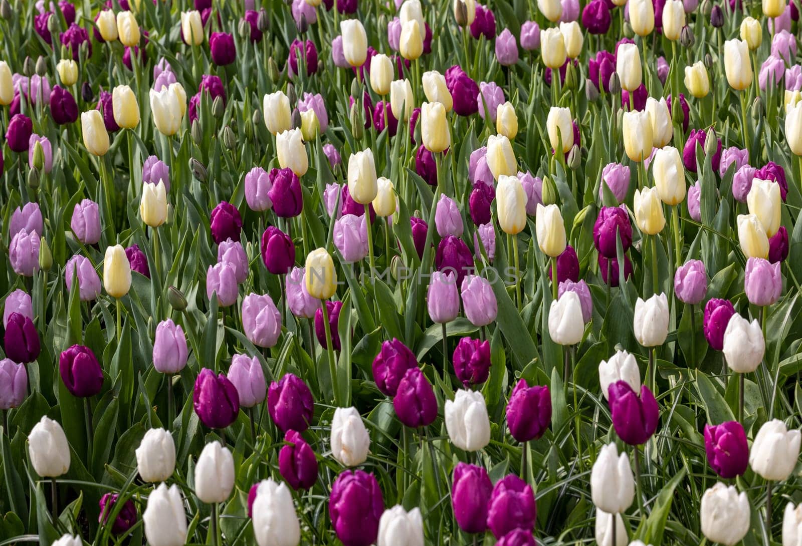 colorful tulips blooming in a garden