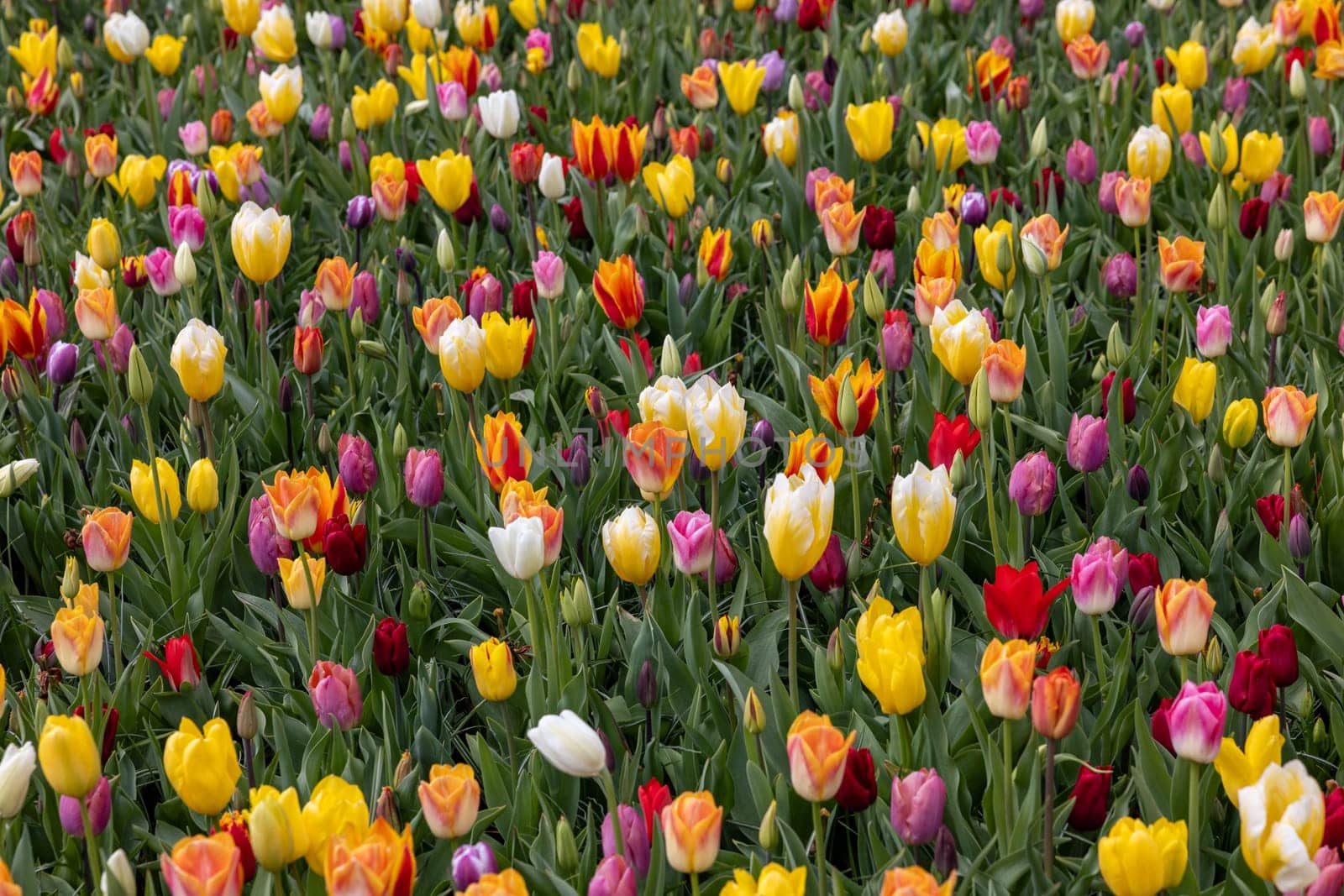 A melange of colorful tulips blooming in a garden