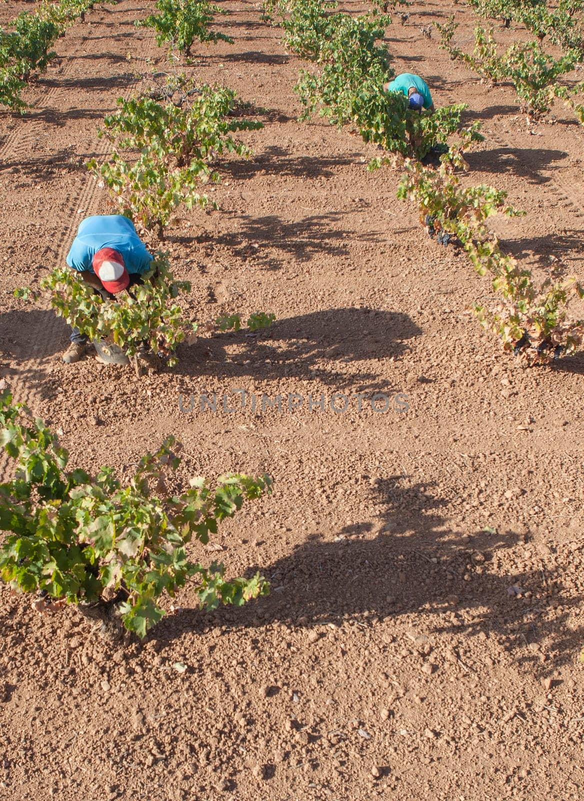 Grape pickers working crouched at harvesting season. Grapevines in line