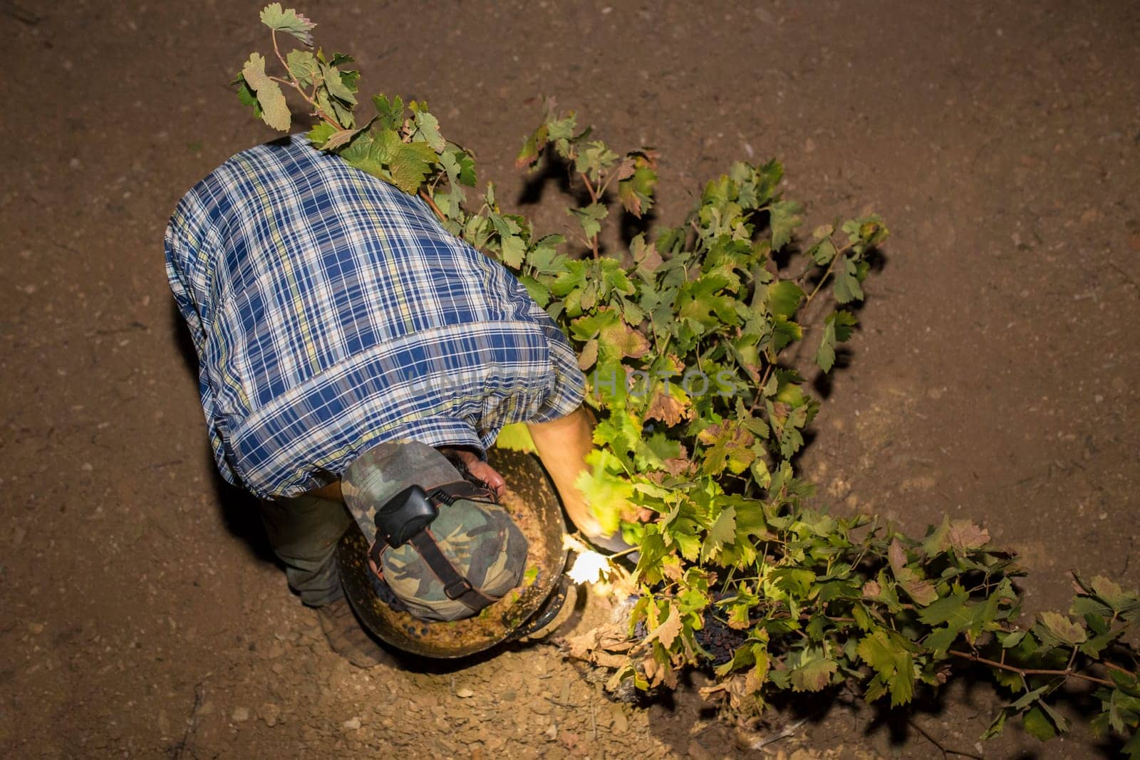 Grape picker working at night with headlamps. Overhead view