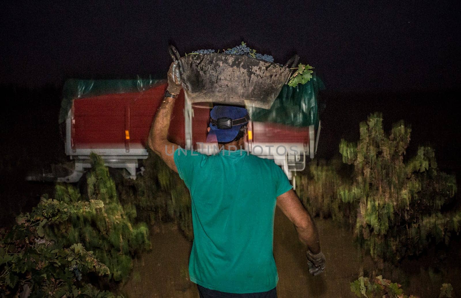 Grape harvester carries the bucket on his head. Grape harvest season scene at night