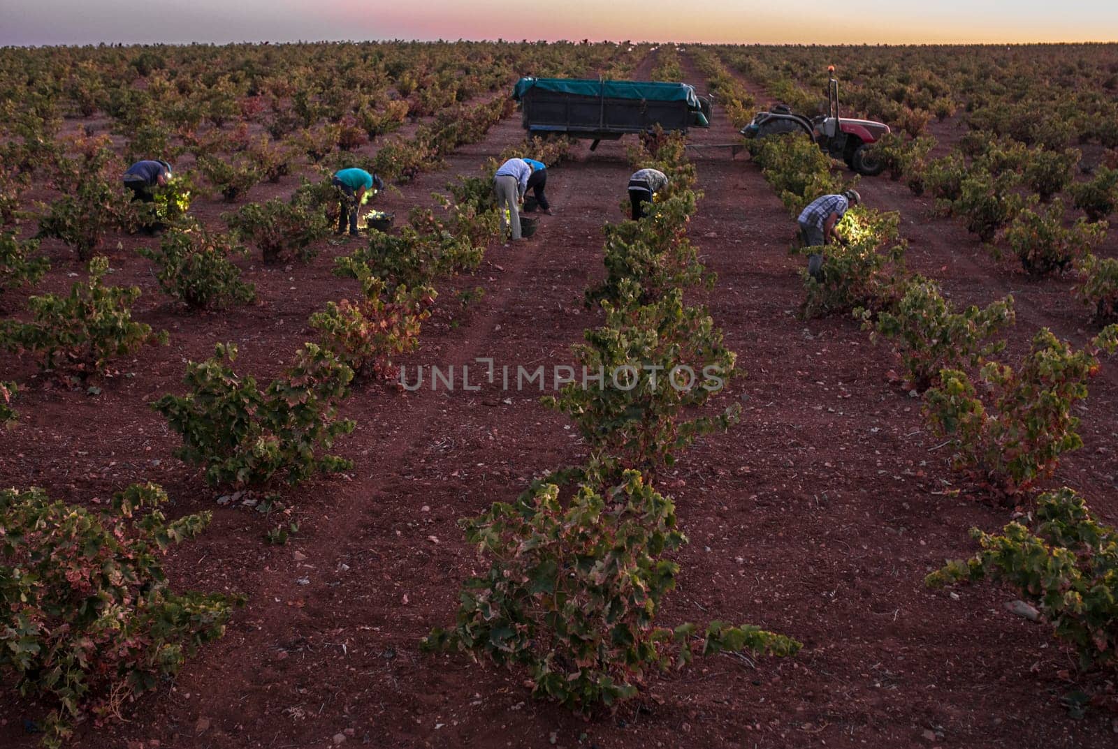 Grape pickers working at dawn with headlights. Grape harvest season scene