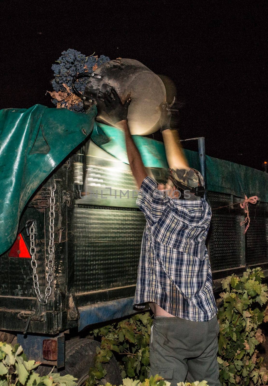 Laborer unloading his bucket into the trailer. Grape picker working at night with headlamps