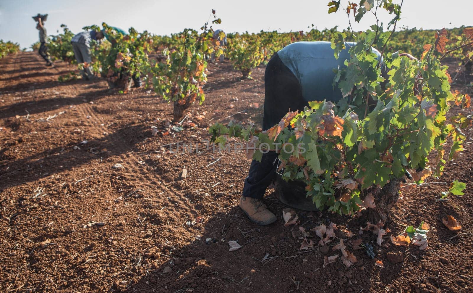Grape pickers working at harvesting season. One worker carries over his head the bucket