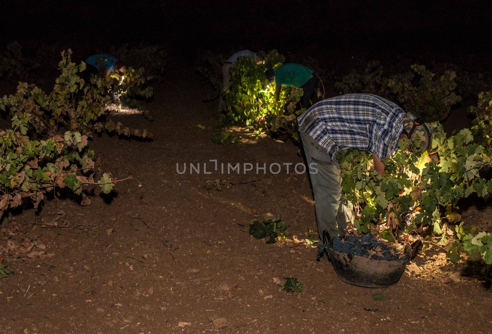 Grape pickers working at night with headlamps. Grape harvest season scene