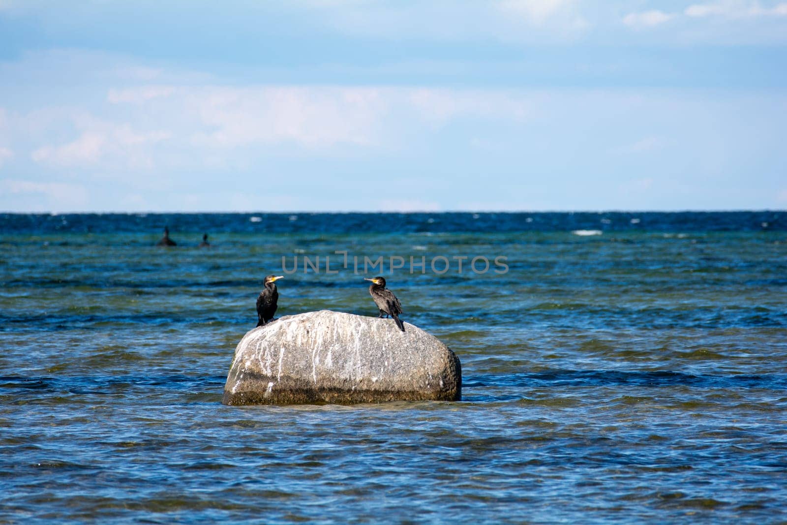 Cormorant birds ( Phalacrocoracidae ) sitting on a large stone on the Baltic Sea coast on the island of Poel near Timmendorf, Germany