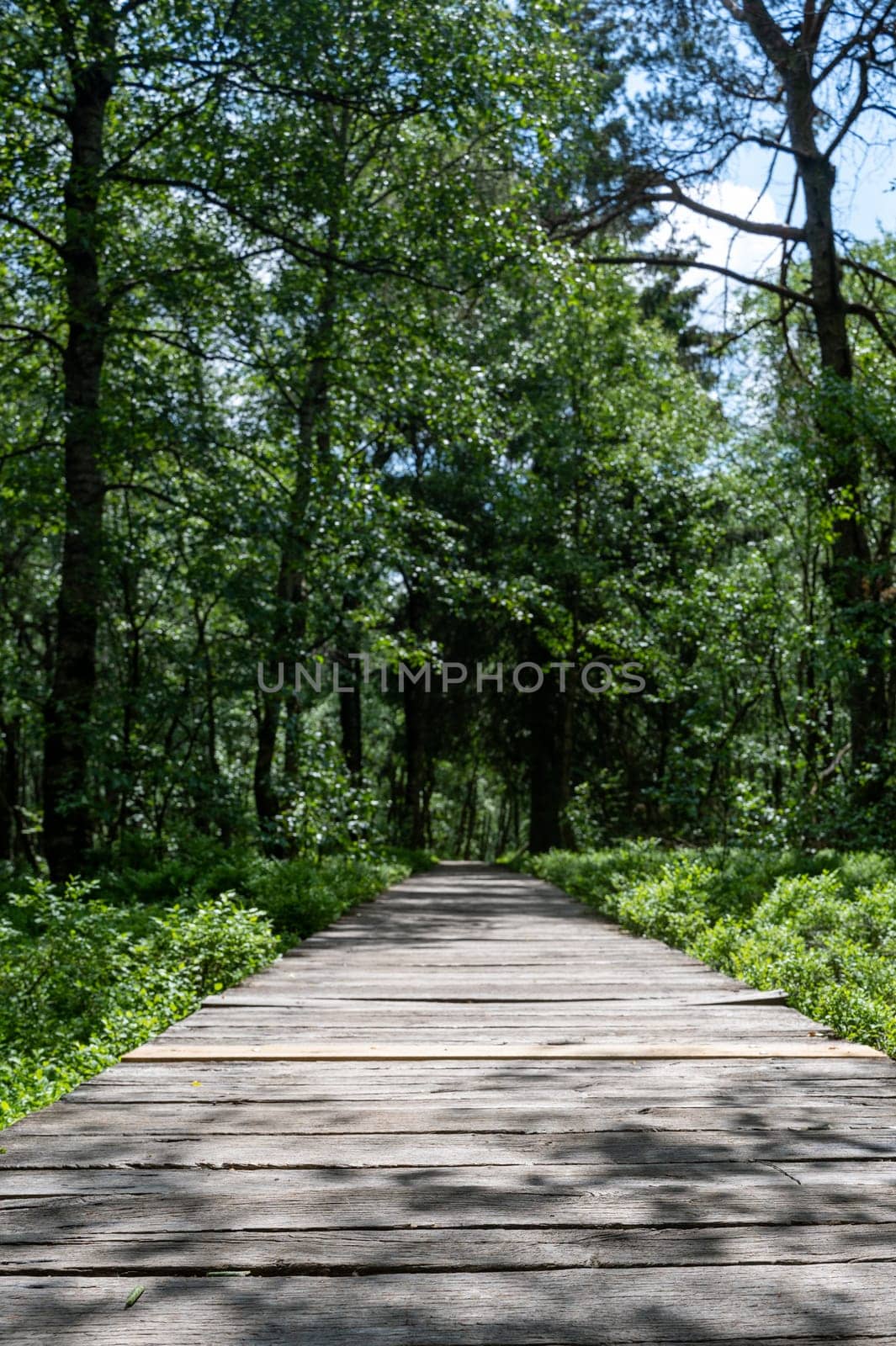 Carpathian birch ( Betula carpatica ) forest with wooden footbridge in the red moor in the high Rhön, Hesse, Germany
