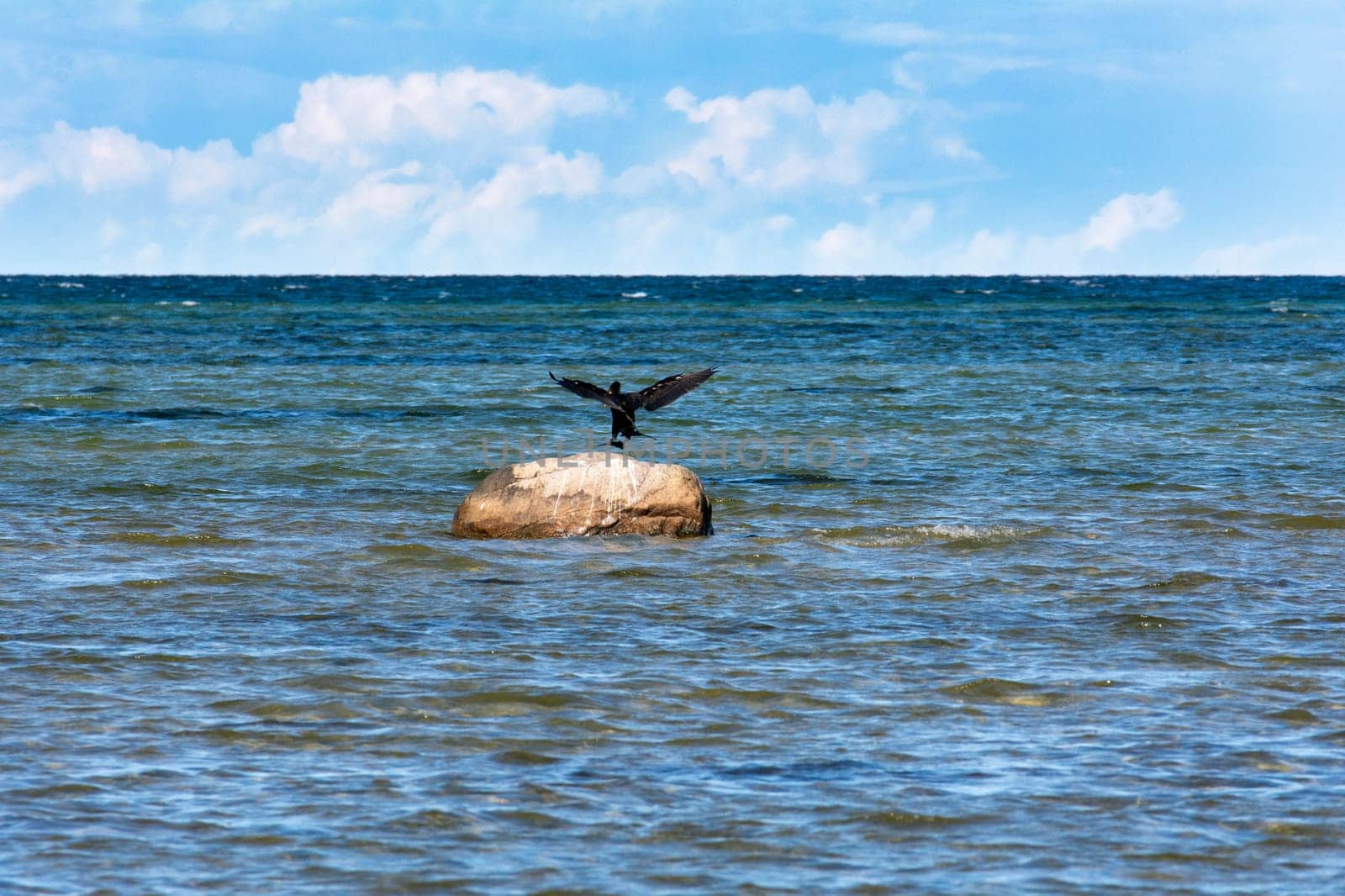 Cormorant bird ( Phalacrocoracidae ) flies on the Baltic Sea coast on the island of Poel near Timmendorf, Germany