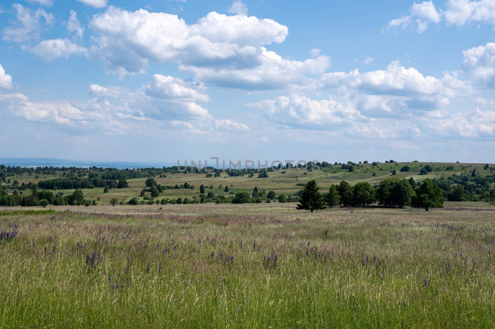 Landscape with green meadows and lupins in the high Rhoen, Bavaria, Germany