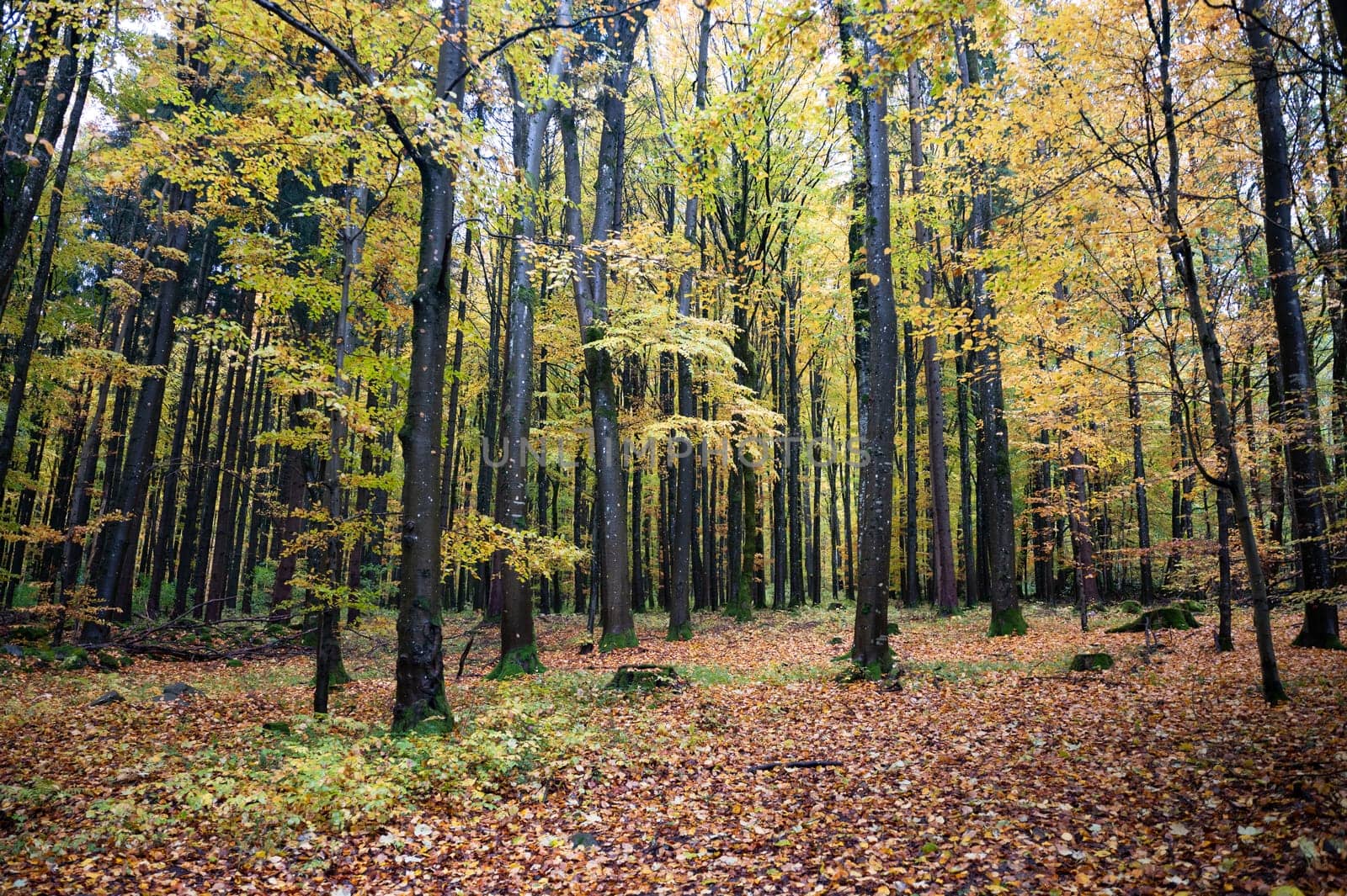 A forest in autumn with lots of leaves