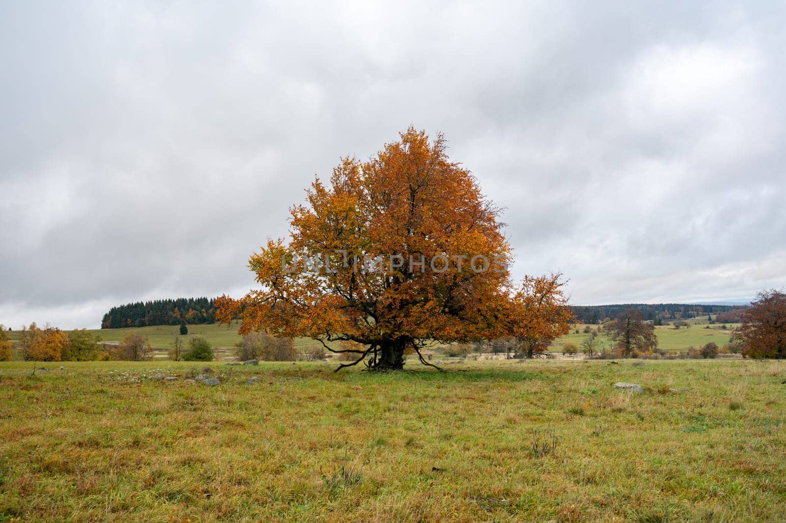 Big tree in a meadow in autumn with orange colors in Hohen Rhoen, Germany