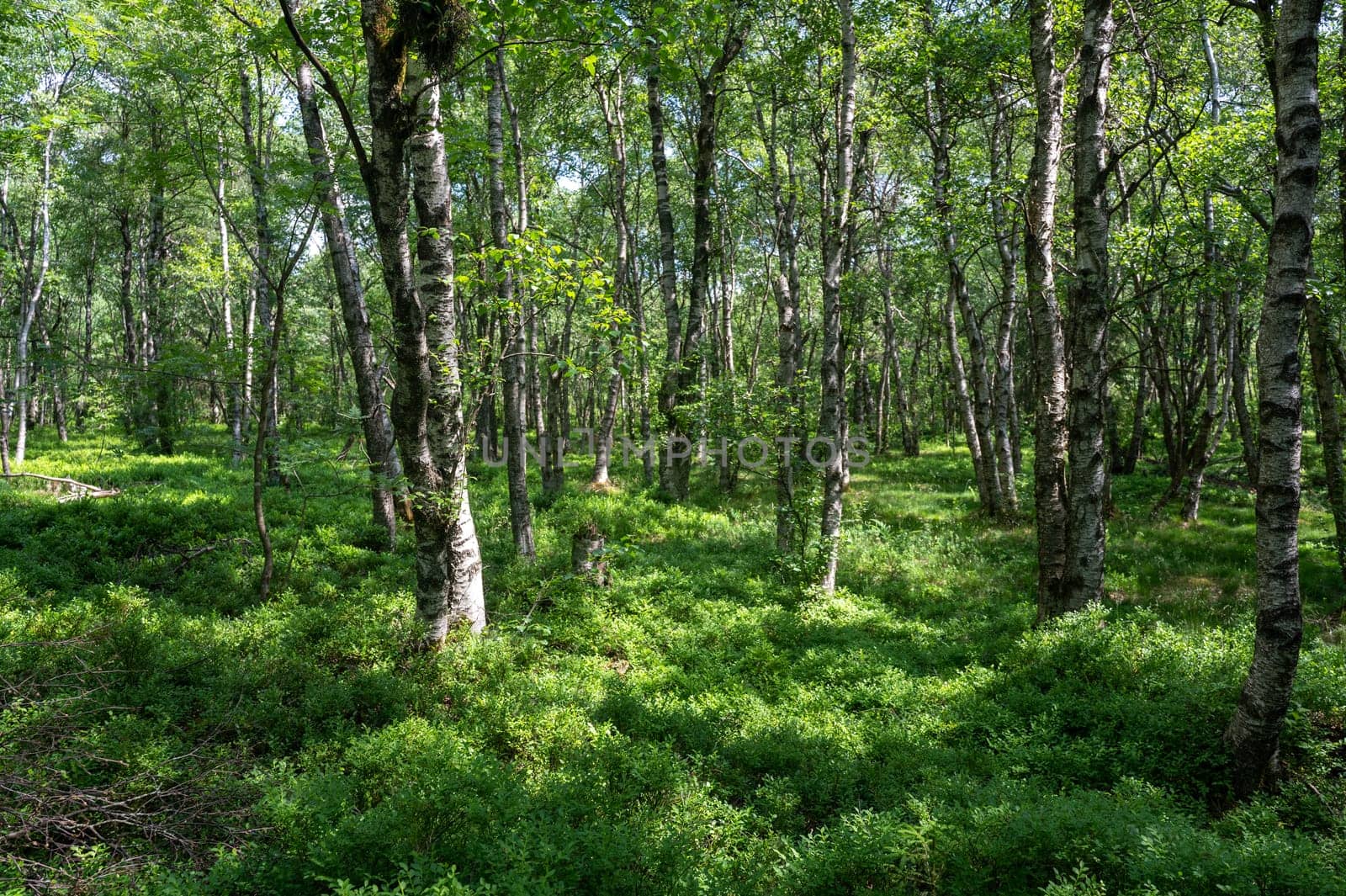 Carpathian birch forest ( Betula carpatica ) in the red bog in the High Rhön, Hesse, Germany