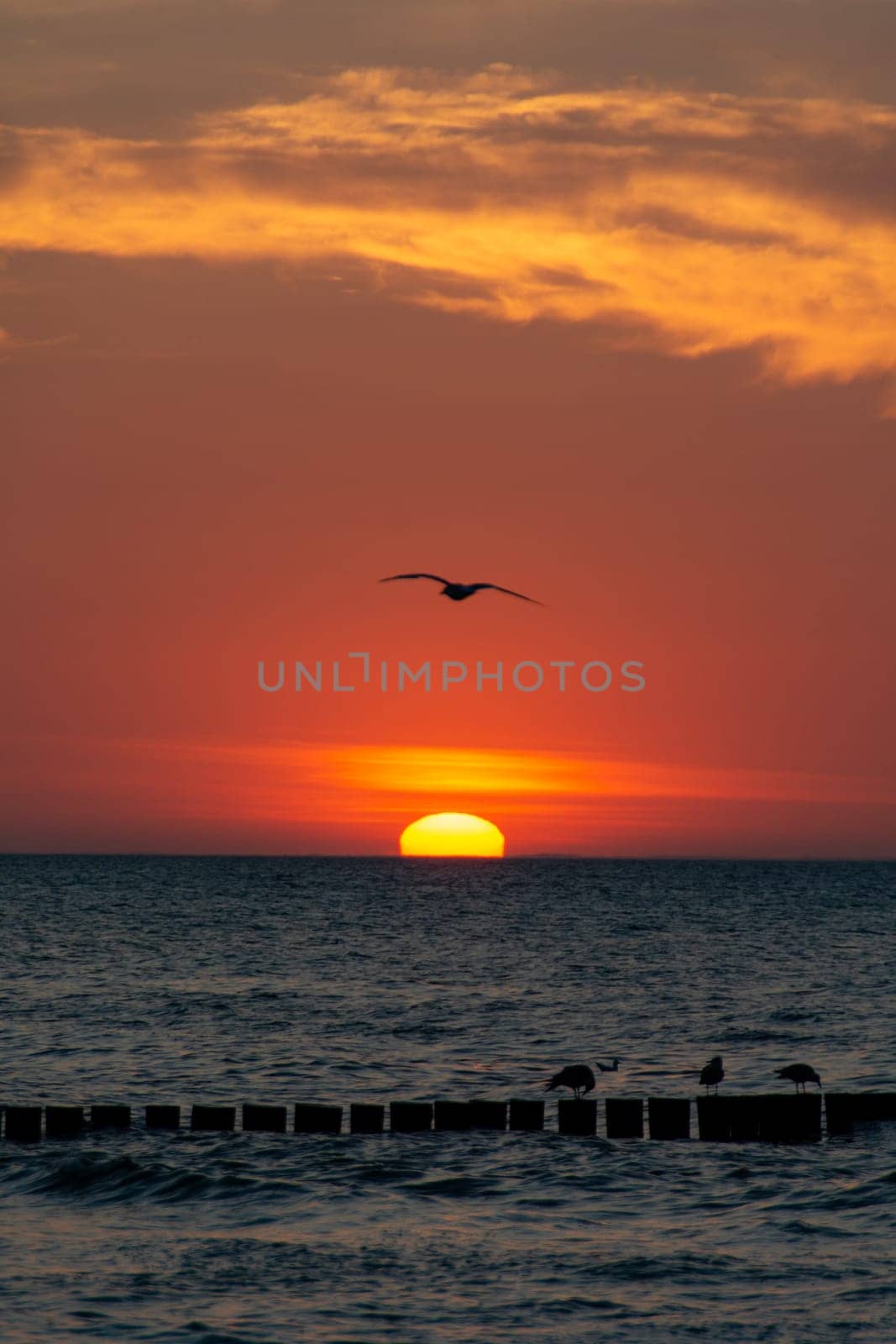 Orang - red sunset over the ocean, with wooden post breakwater and seagulls