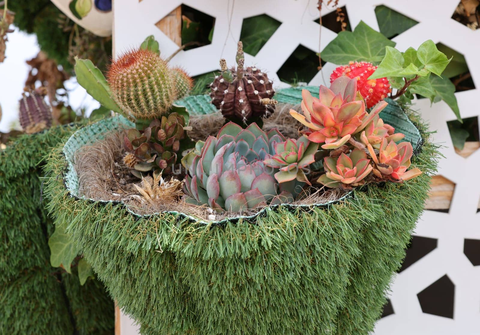 Floristic composition of cacti and sedum on the promenade in Torremolinos. Costa del Sol. Spain