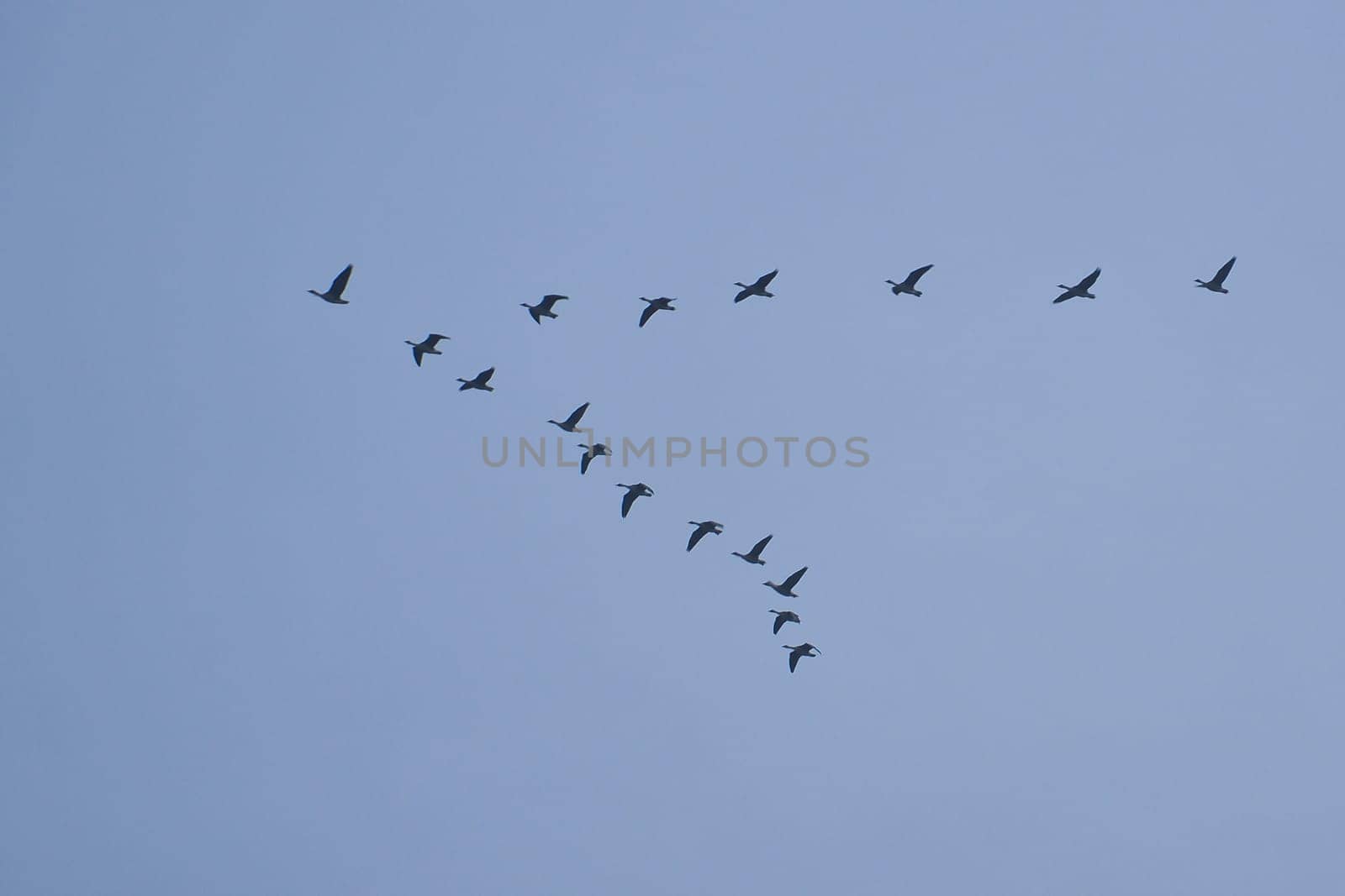 Crane group in the sky in V formation. Migratory birds on their return journey. Animal photo from nature