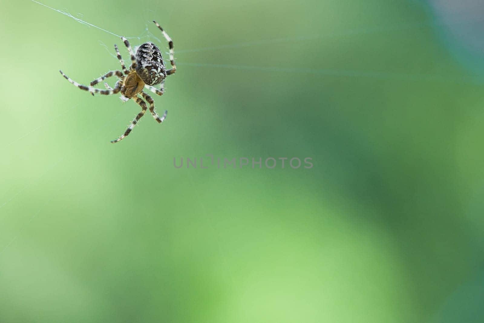 Cross spider crawling on a spider thread. Halloween fright. Blurred background. A useful hunter among insects. Arachnid. Animal photo from the wild.