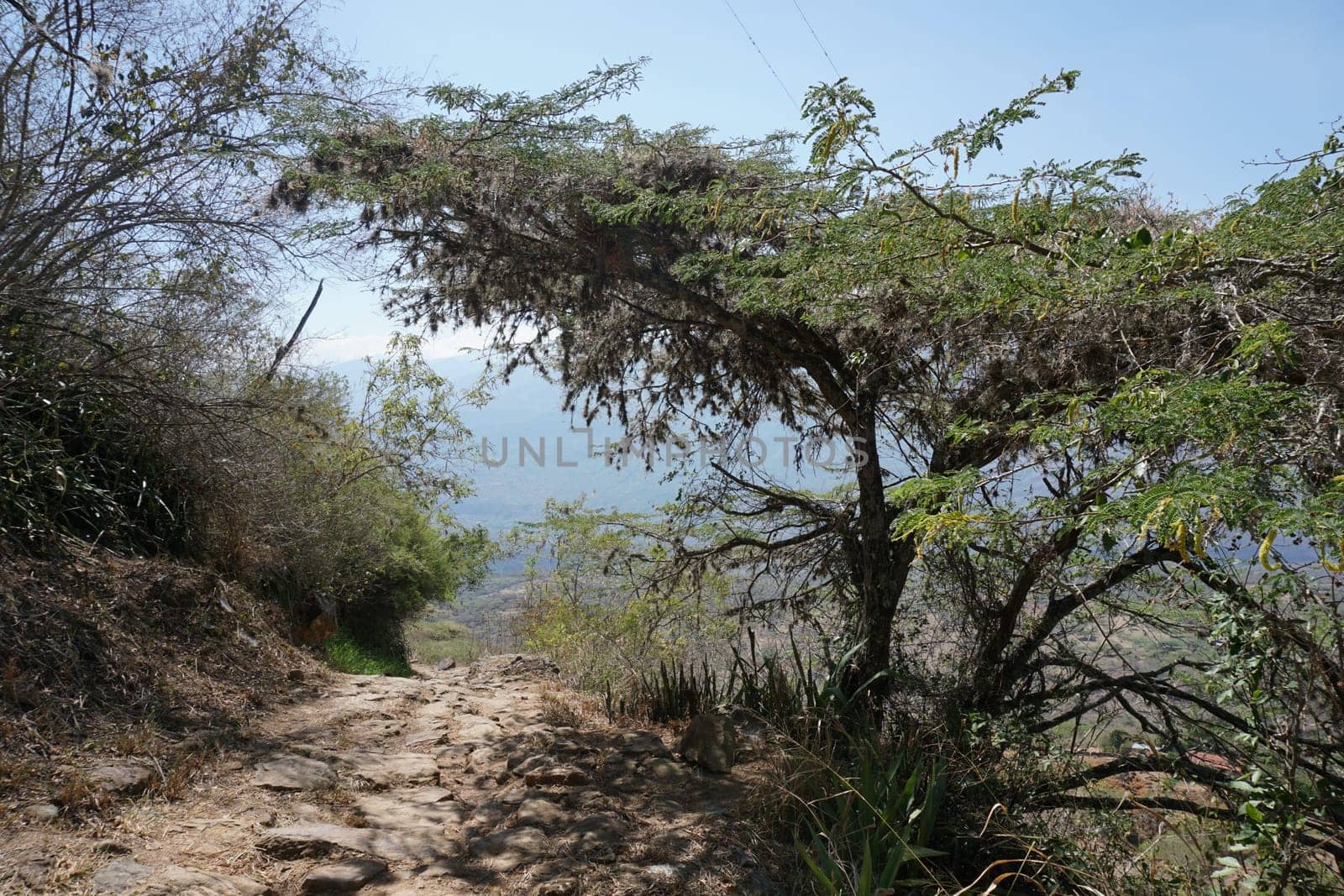 Vegetation along the Camino real while descending from Barichara into the Chicamocha Canyon, Colombia2020