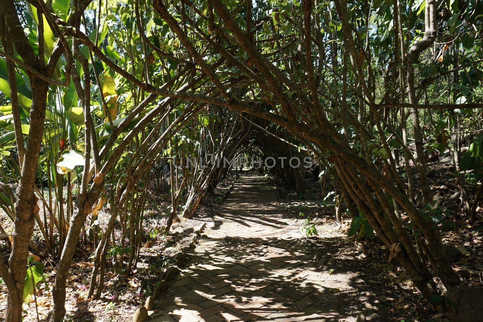 Trees form a tunnel on a path through the Parque Natural El Gallineral, San Gil, Colombia 2020