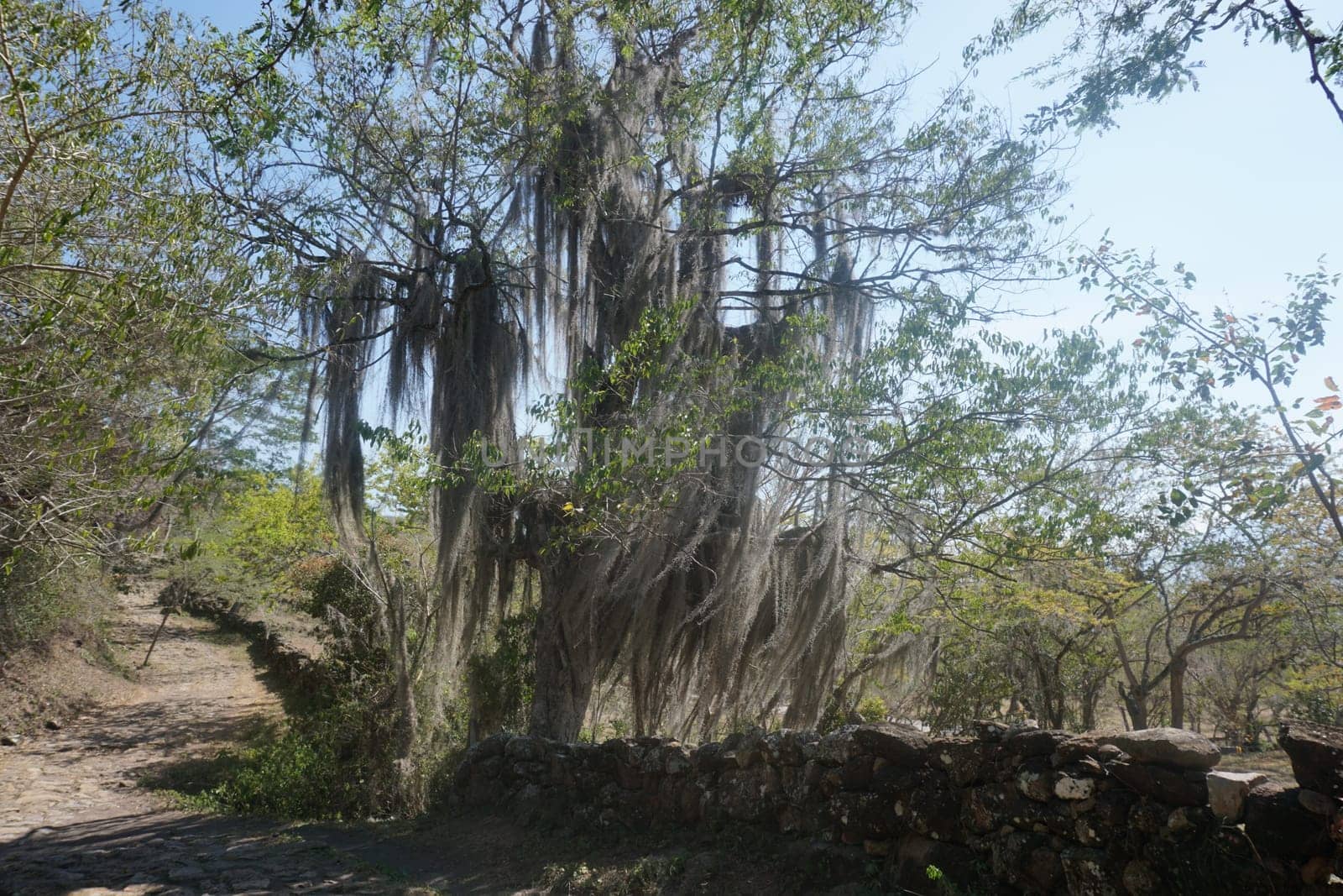 Tree covered with Spanish Moss on the Camino Real Trail from Barichara to Guane, Colombia 2020
