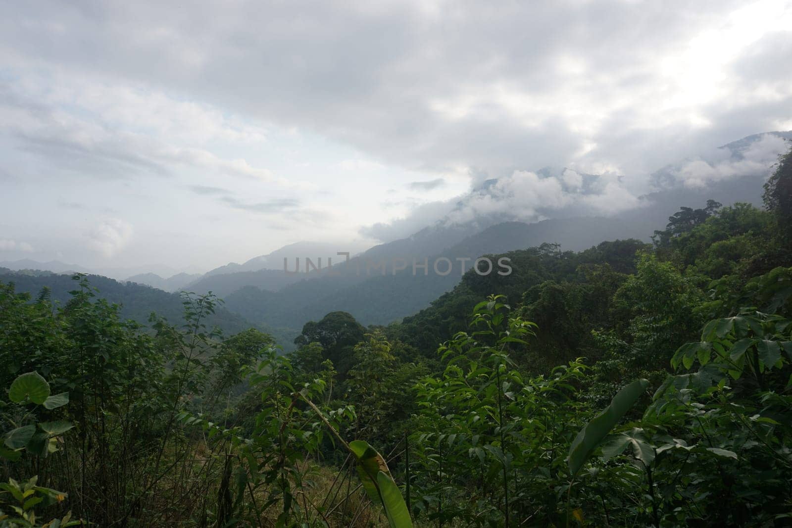The lush rainforest on the Lost City Trek, Ciudad Perdida, close to Santa Marta, Colombia 2020